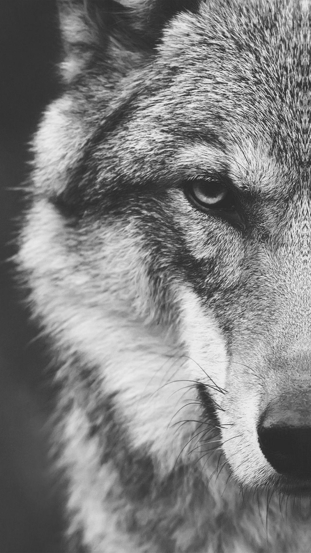 1080x1920 Beautiful wolves. Wolf wallpaper, Dog, Phone