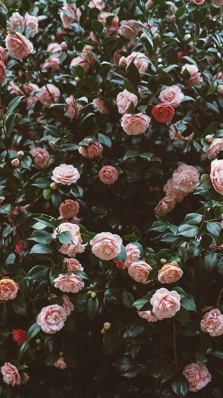 740x1310 Rose Wallpaper #romantic #vibes. การวาดภาพทิวทัศน์, โปสเตอร์ภาพ, ดอกไม้ต่างแดน, Phone