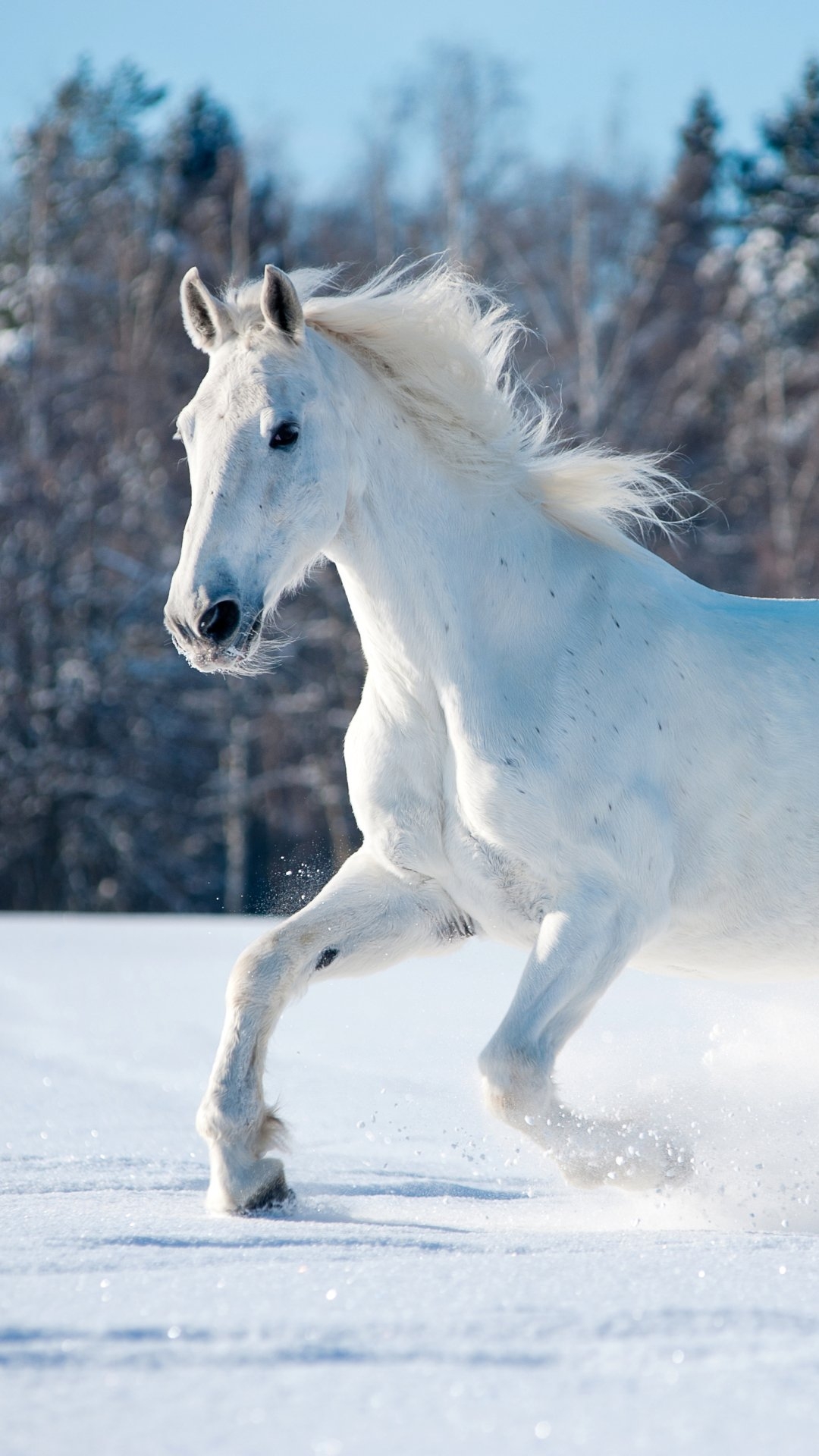 1080x1920 Beautiful white horse Wallpaper Download, Phone