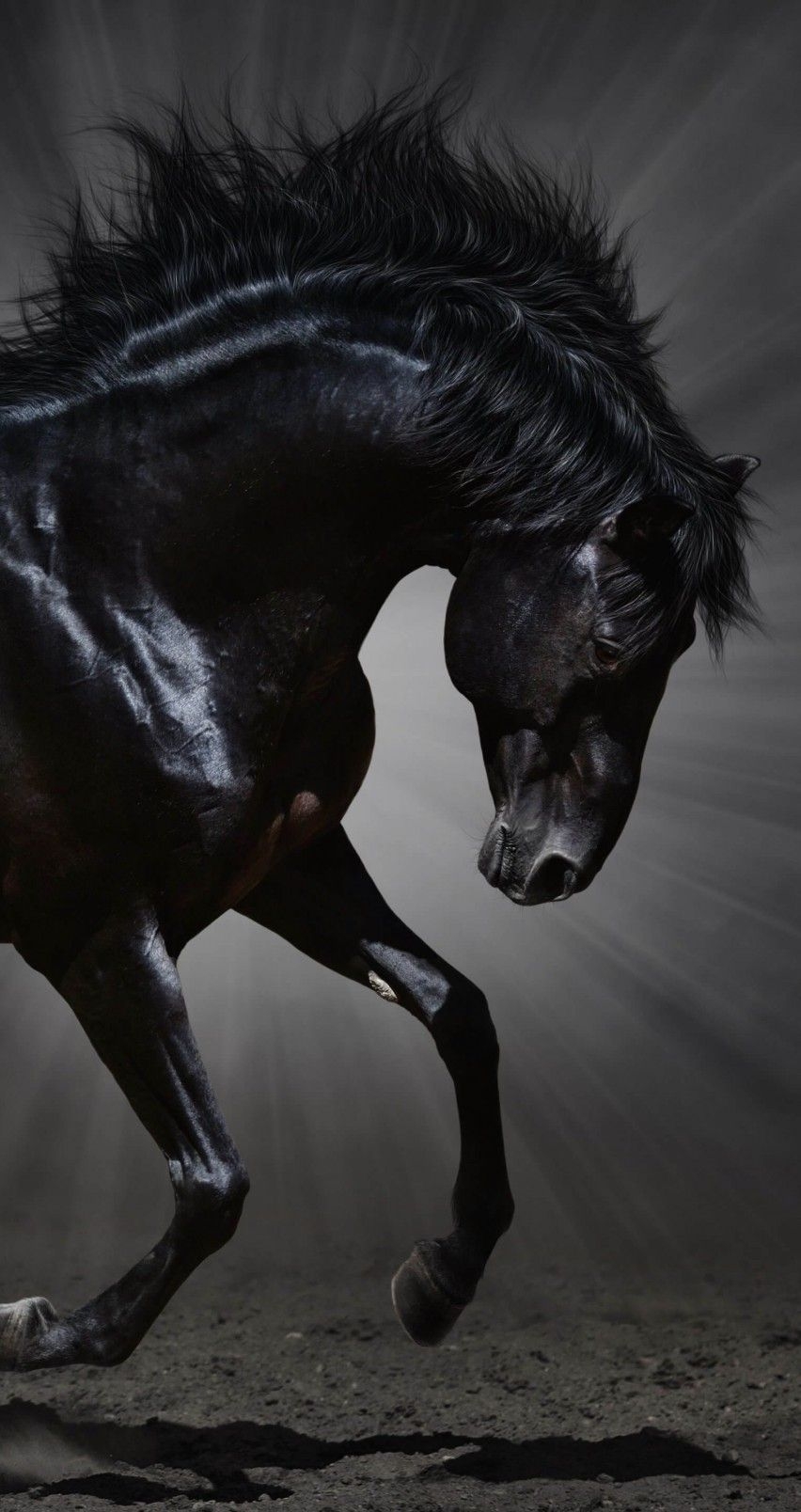 860x1610 iphone 6 wallpaper, Black horses, Pretty, Phone