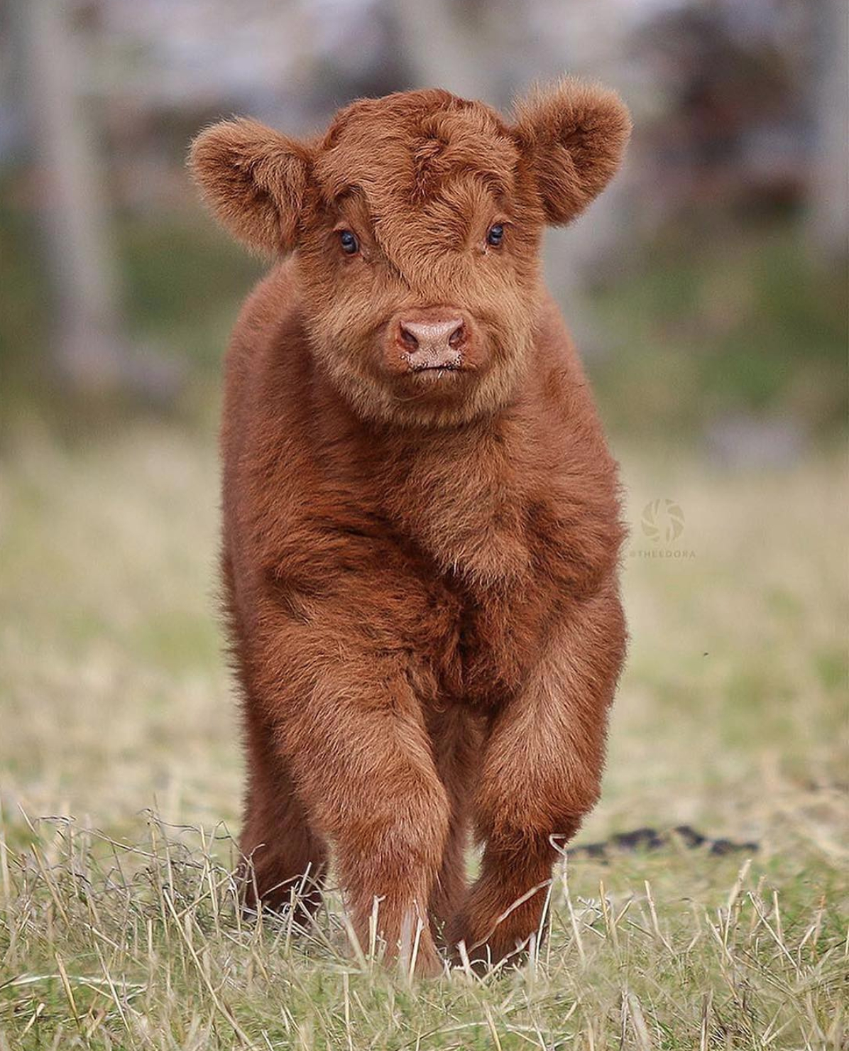 1200x1480 Fuzzy Highland Baby Cow, Phone