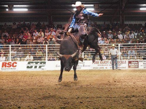 500x380 image For > Bull Riding Wallpaper HD, Desktop