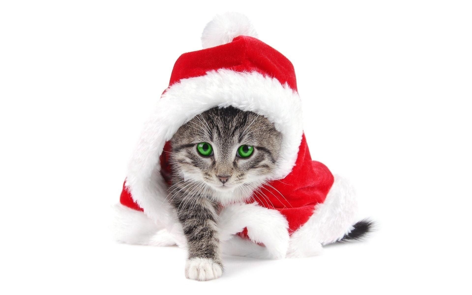 1920x1200 Christmas Cat Wallpaper, Desktop