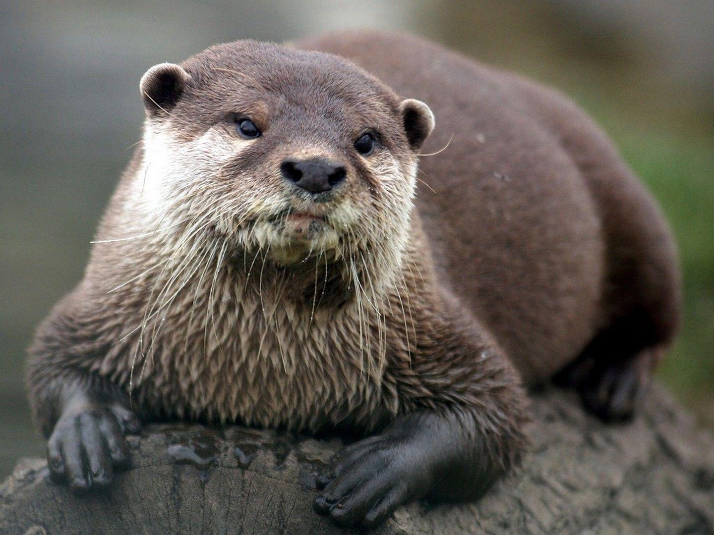 1440x1080 HD otter wallpaper. Otter wallpaper. Otters and Animal, Desktop