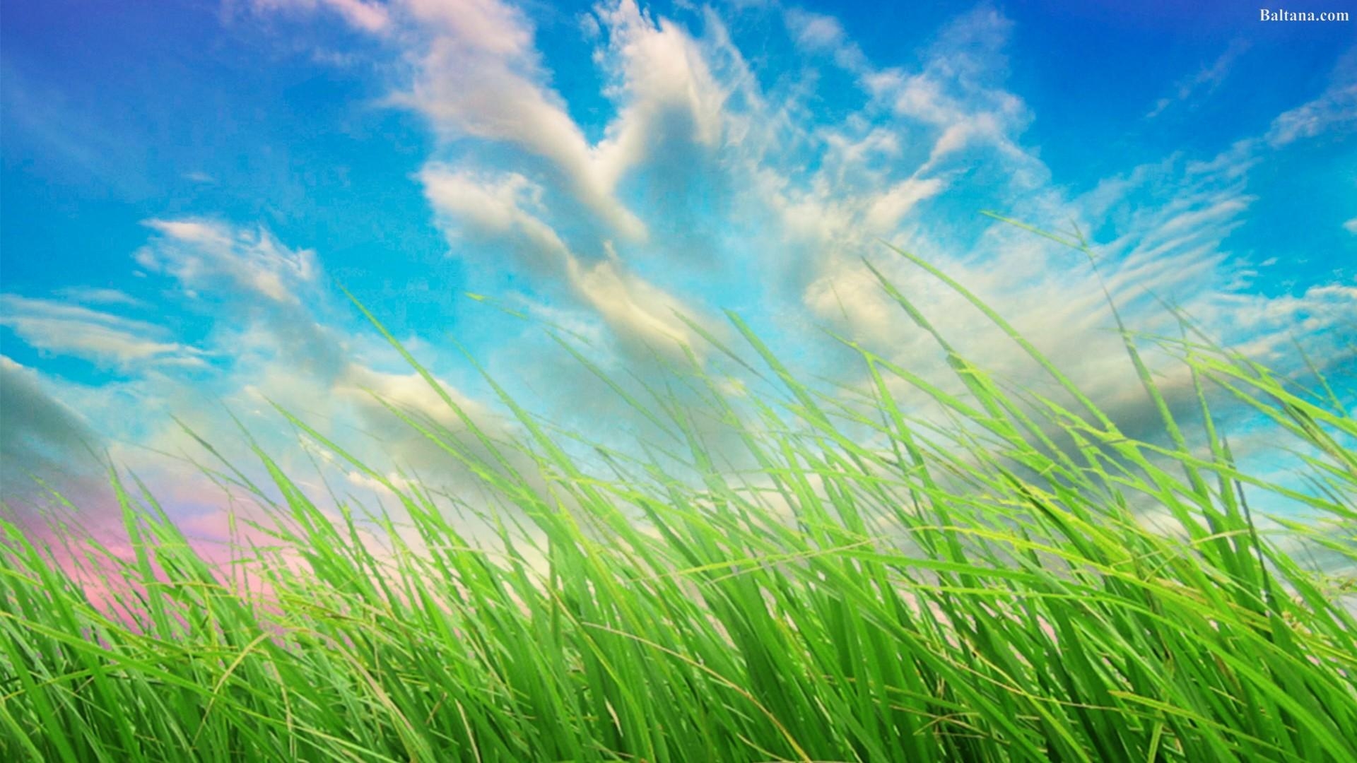 1920x1080 Grass Wallpaper HD Background, Image, Pics, Photo Free Download, Desktop