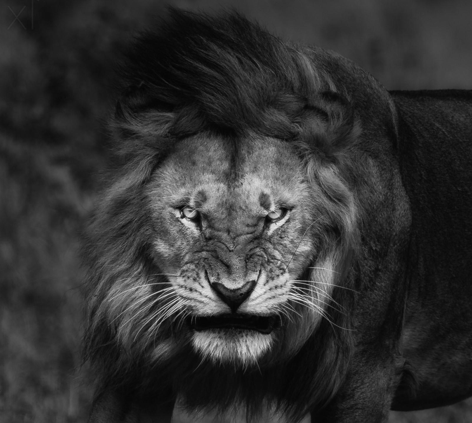 1600x1440 nature lion big cats fury angry portrait monochrome, Desktop