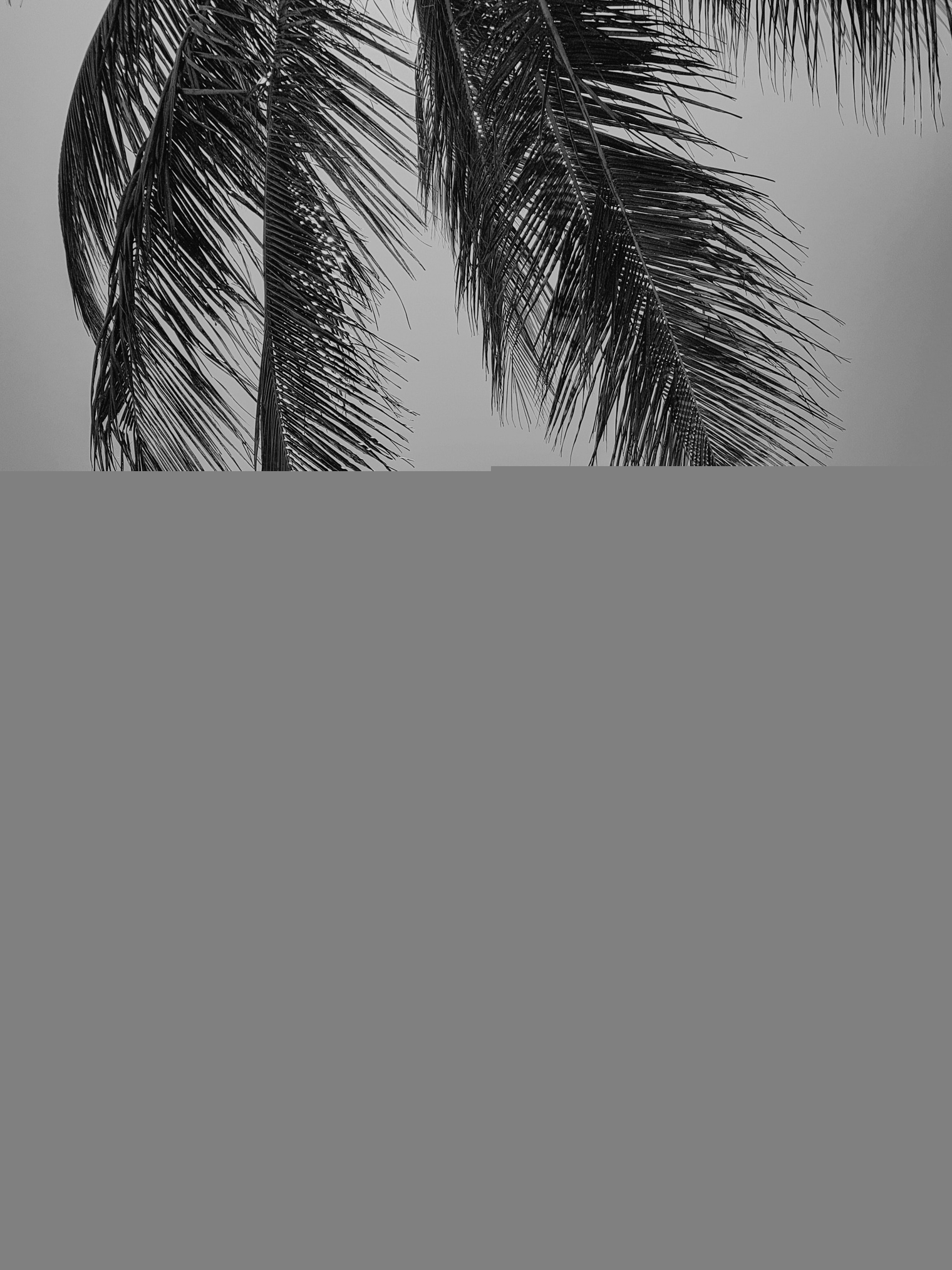 1520x2030 Stunning Black and White iPhone Wallpaper Background For Free, Phone