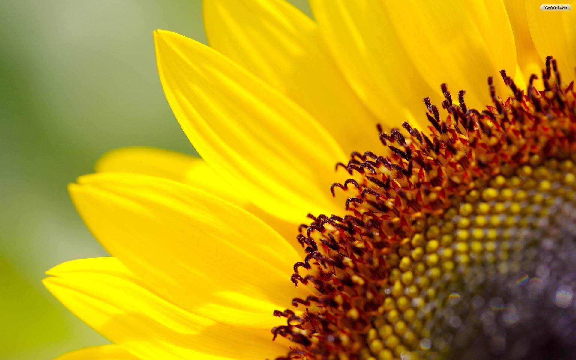 1920x1200 Sunflower wallpaper, Desktop