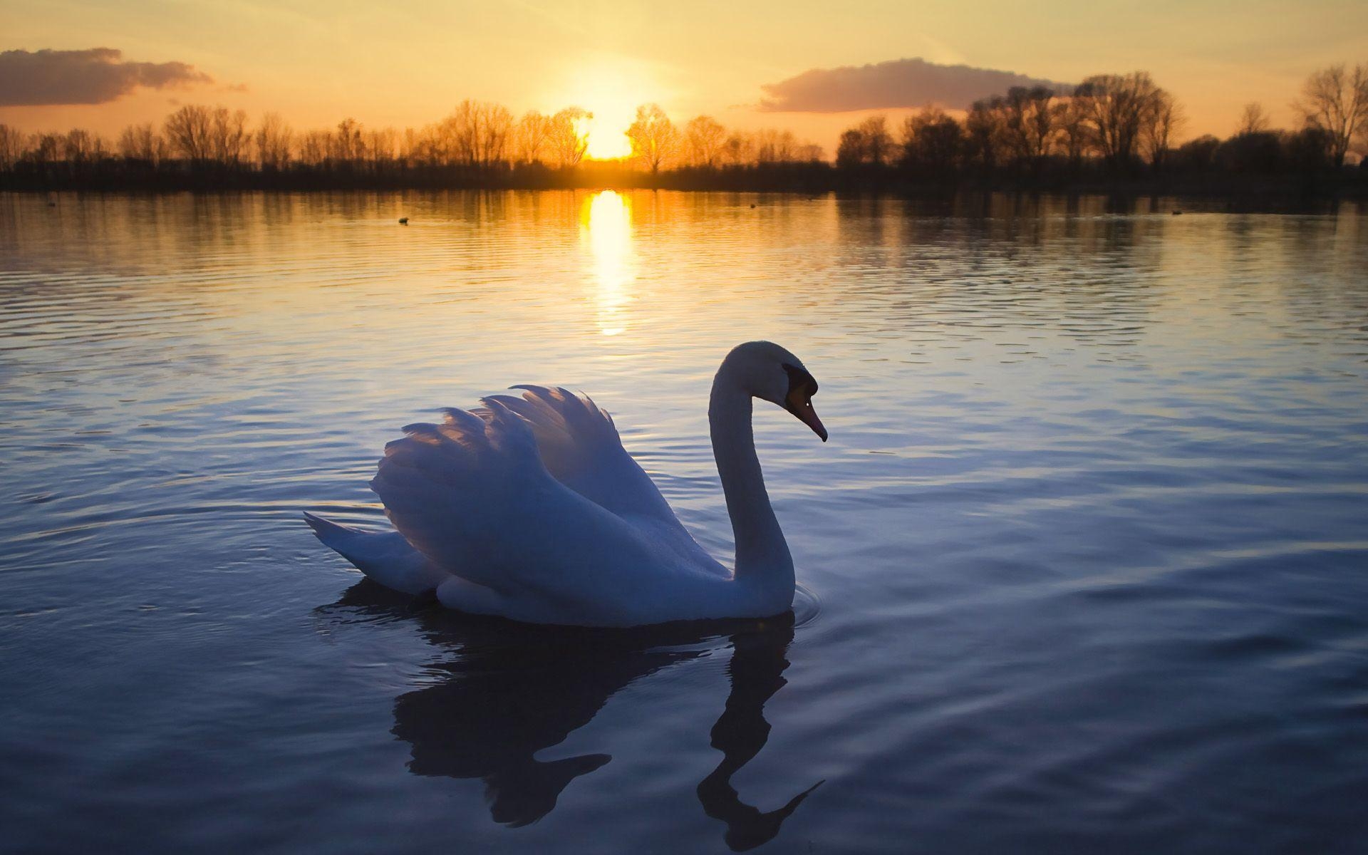 1920x1200 Swan Wallpaper for Home, Desktop