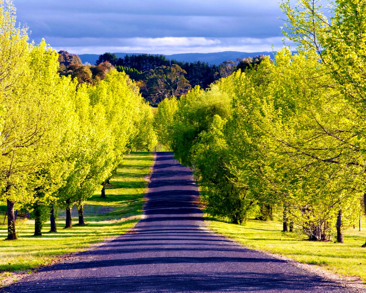 1280x1030 Free download Mountain Road Lined by Green Trees HD Wallpaper Background Image [1920x1080] for your Desktop, Mobile & Tablet. Explore Yellow Tree HD Wallpaper. Yellow Tree HD Wallpaper, Tree, Desktop