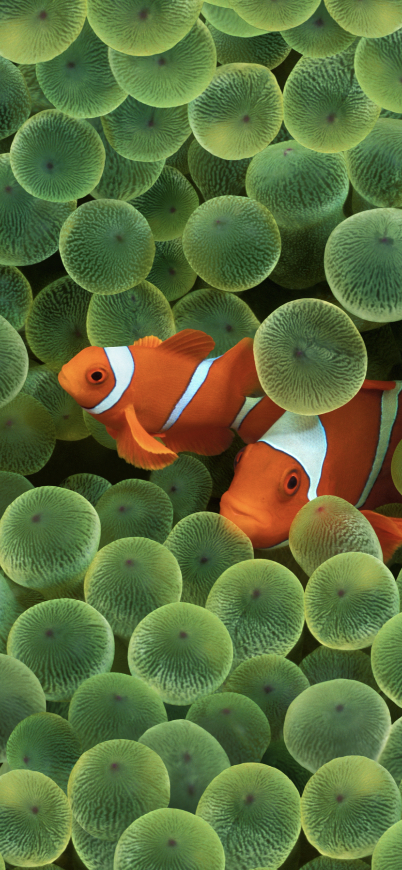 1290x2780 iOS 16 includes clownfish wallpaper from original iPhone, Phone