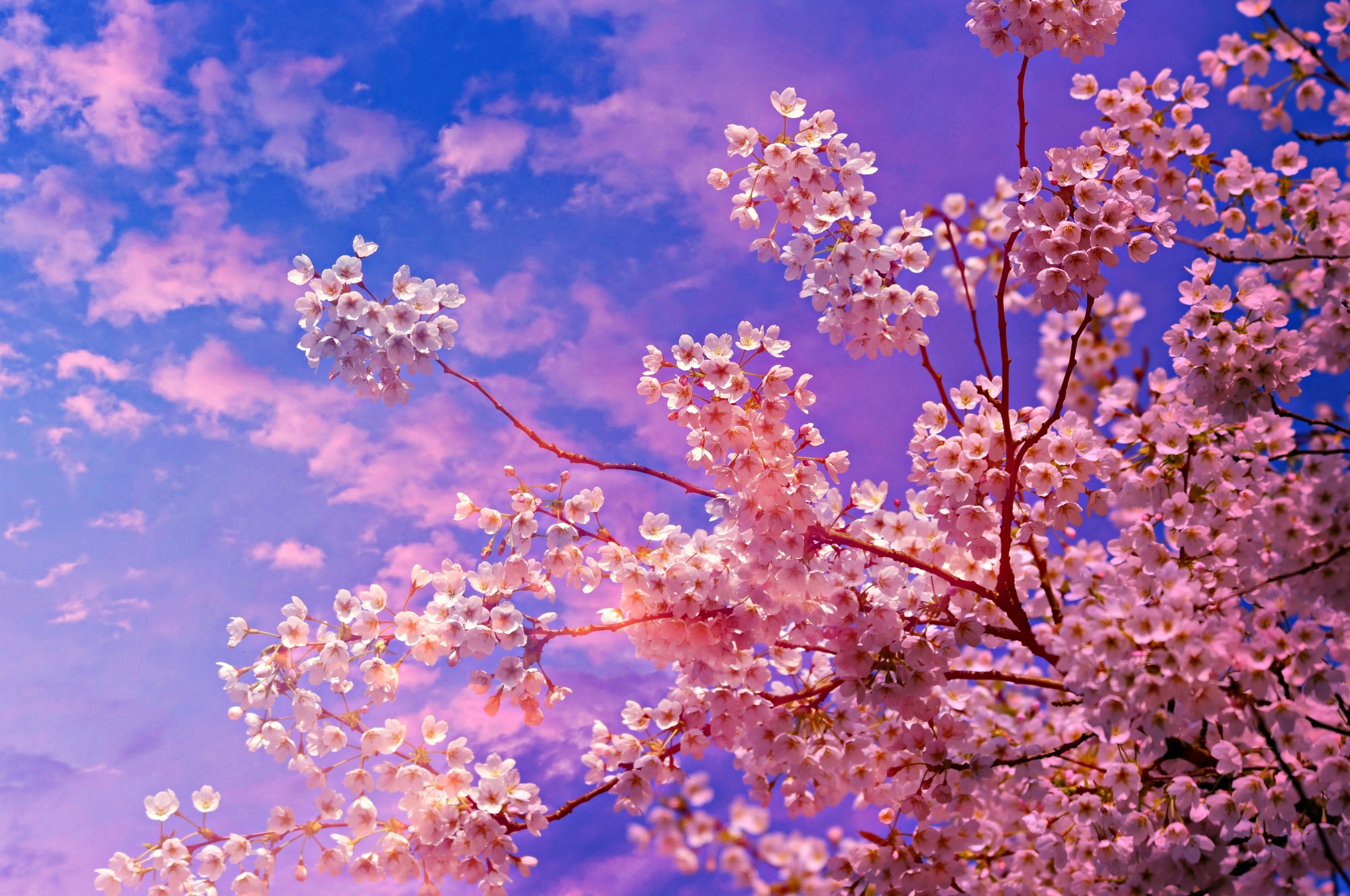 2560x1700 Cherry Blossom Tree 4k 5k Chromebook Pixel HD 4k Wallpaper, Image, Background, Photo and Picture, Desktop