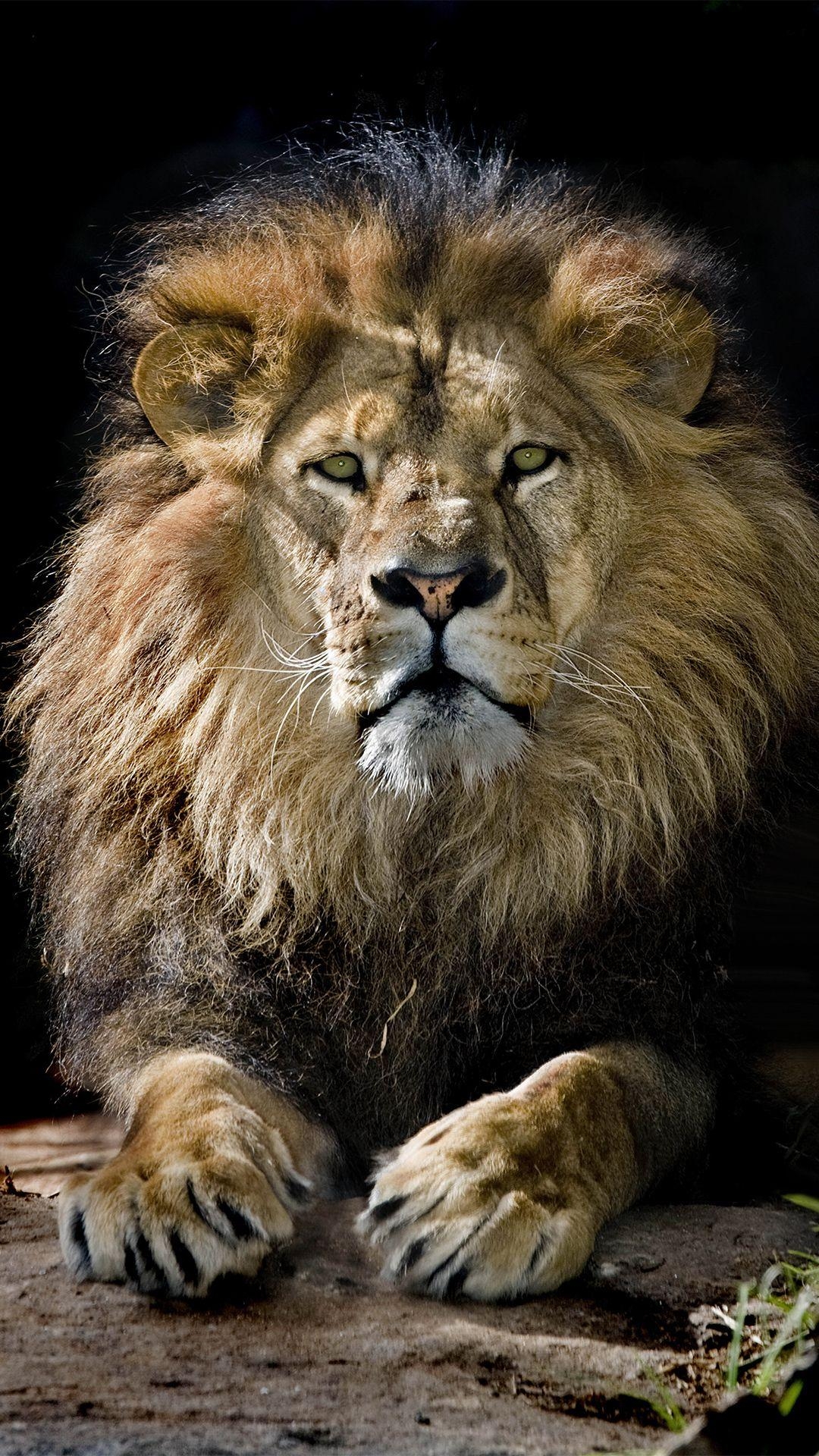 1080x1920 iPhone 6S Plus King Lion Wallpaper, Phone