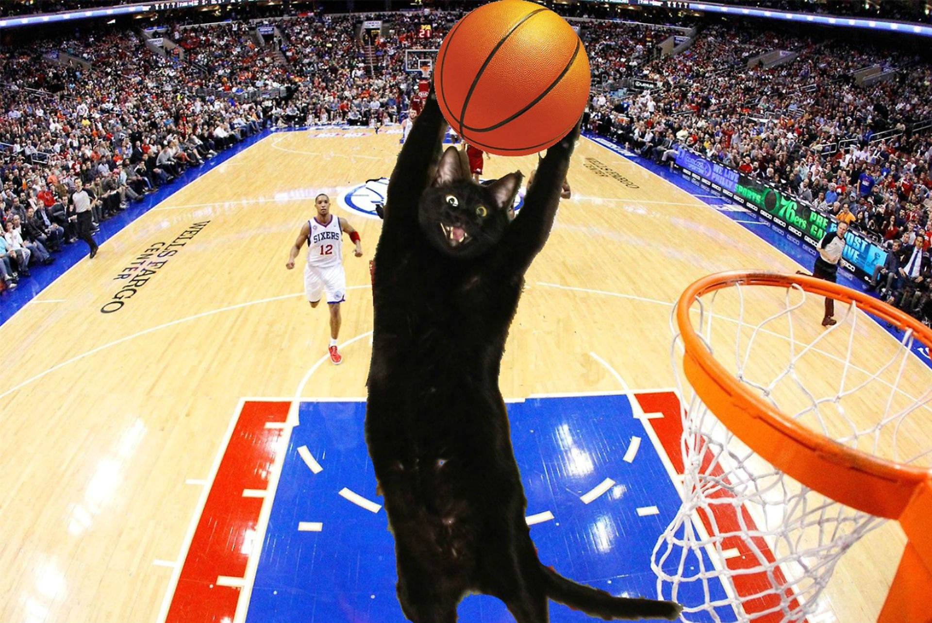 1920x1290 cats, Cat, Humor, Funny, Lol, Basketball Wallpaper HD / Desktop and Mobile Background, Desktop