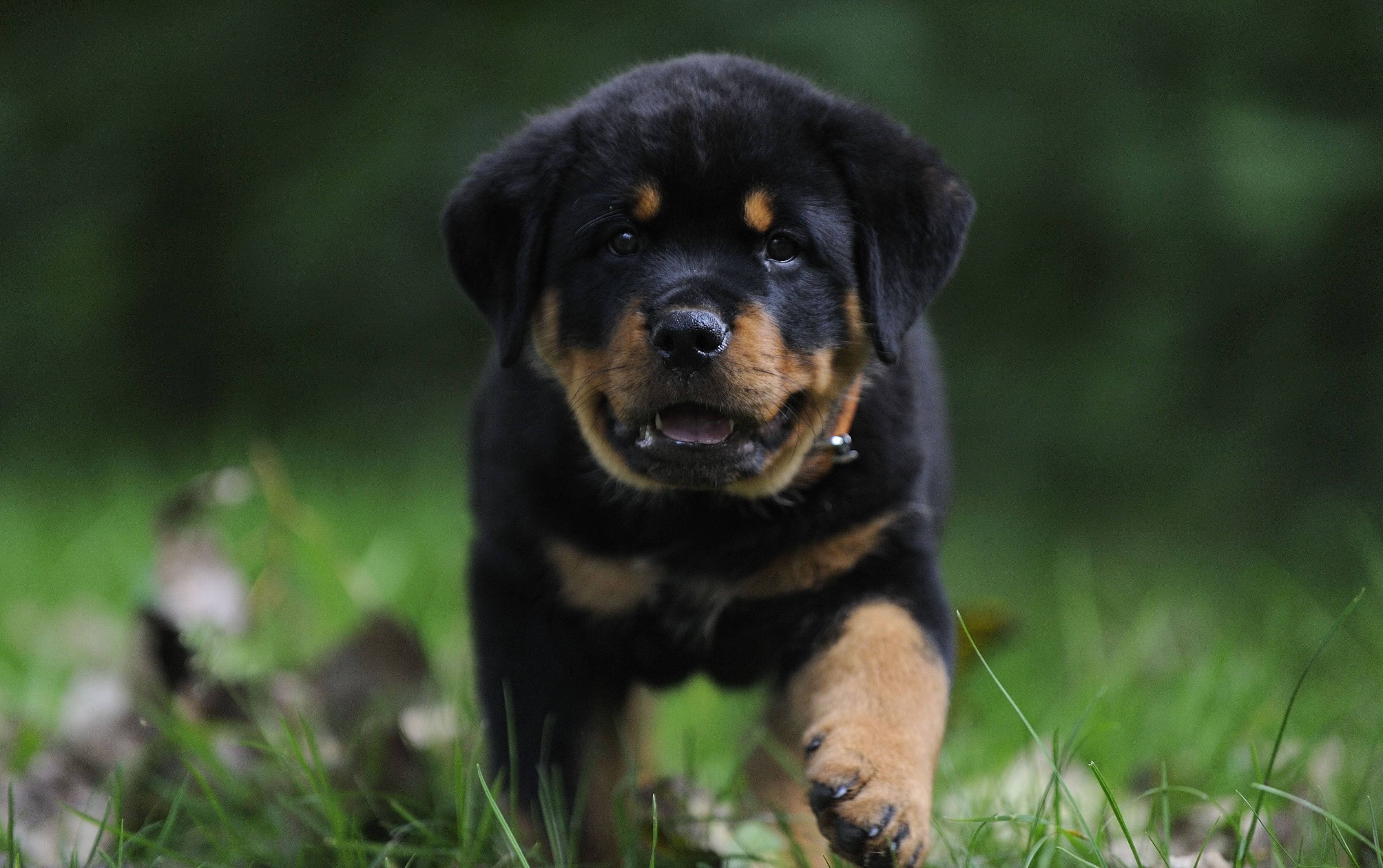 3530x2220 Rottweiler Wallpaper Free Rottweiler Background, Desktop