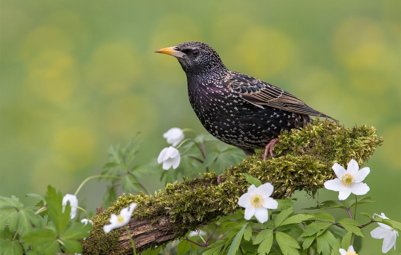 1340x850 Wallpaper flowers, background, bird, Starling image, Desktop