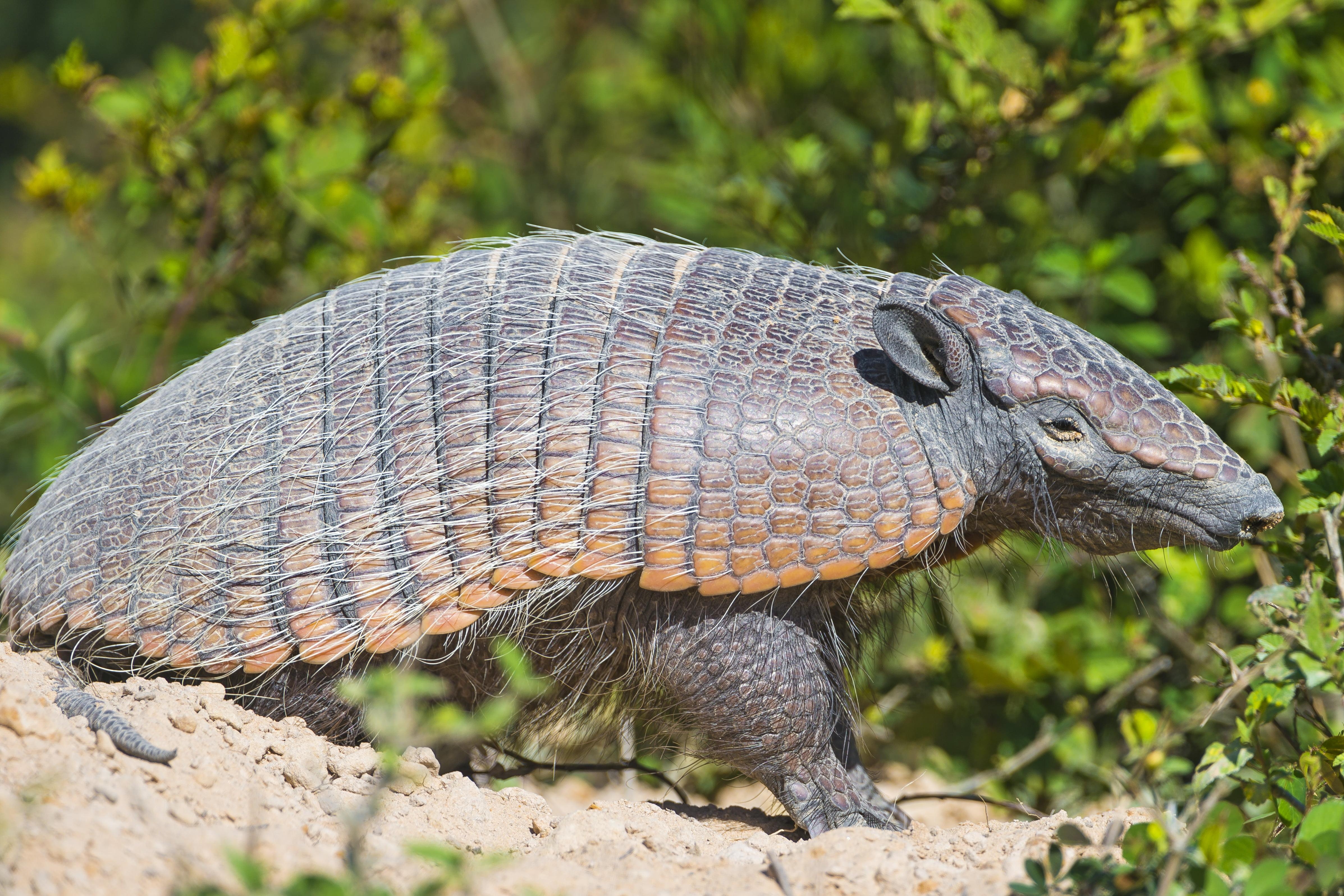 4790x3200 Brown armadillo near green plant HD wallpaper, Desktop