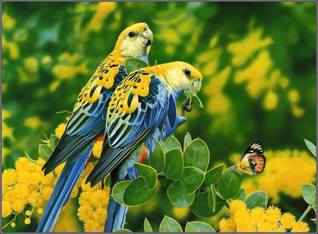 1060x780 lovebirds wallpaper, Desktop