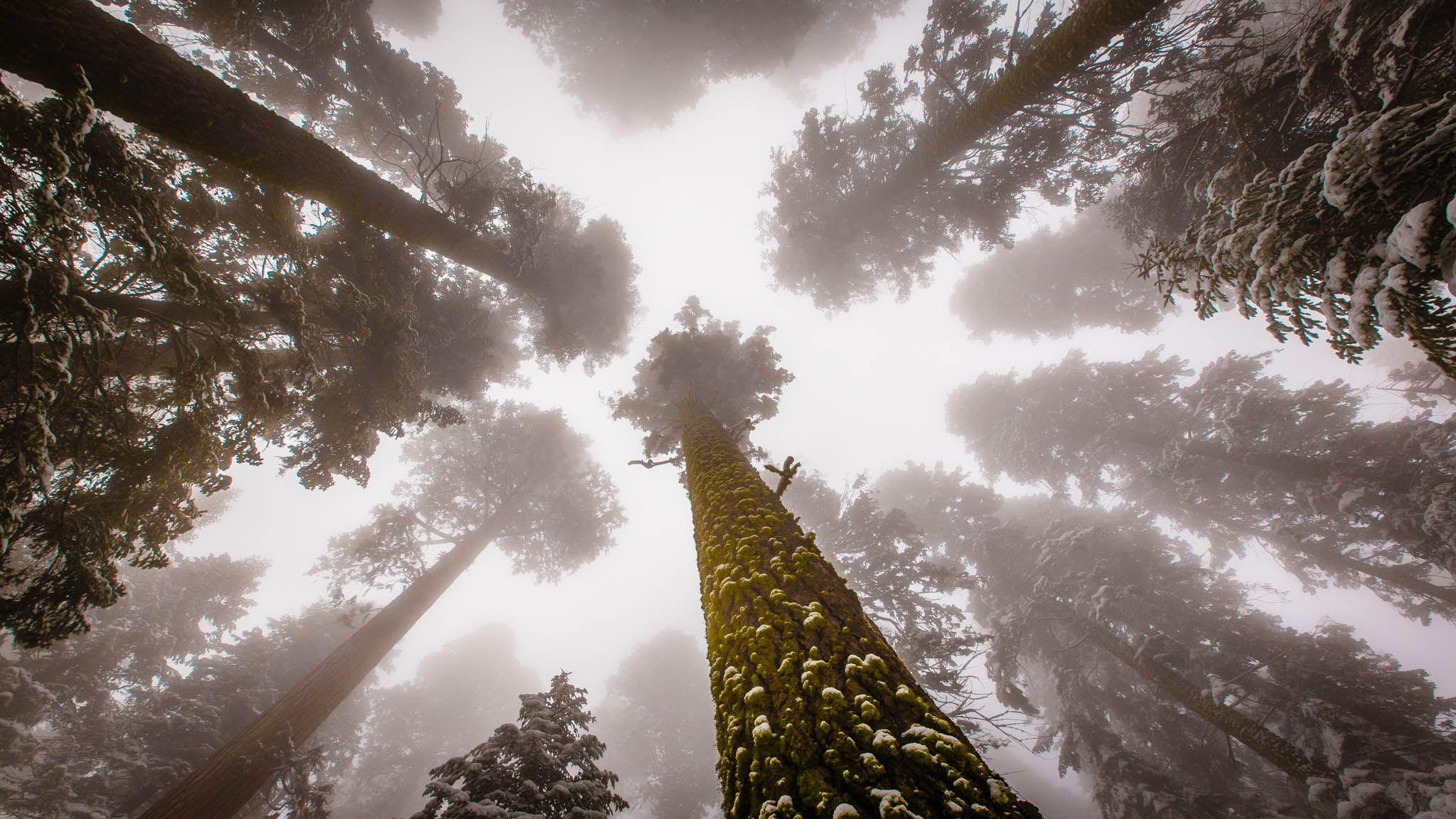 2050x1160 Forest Sequoia National Park Trees, Desktop