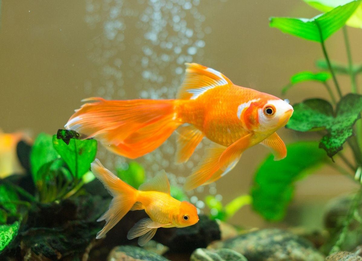 1200x870 Goldfish Image Background HD Wallpaper, Desktop