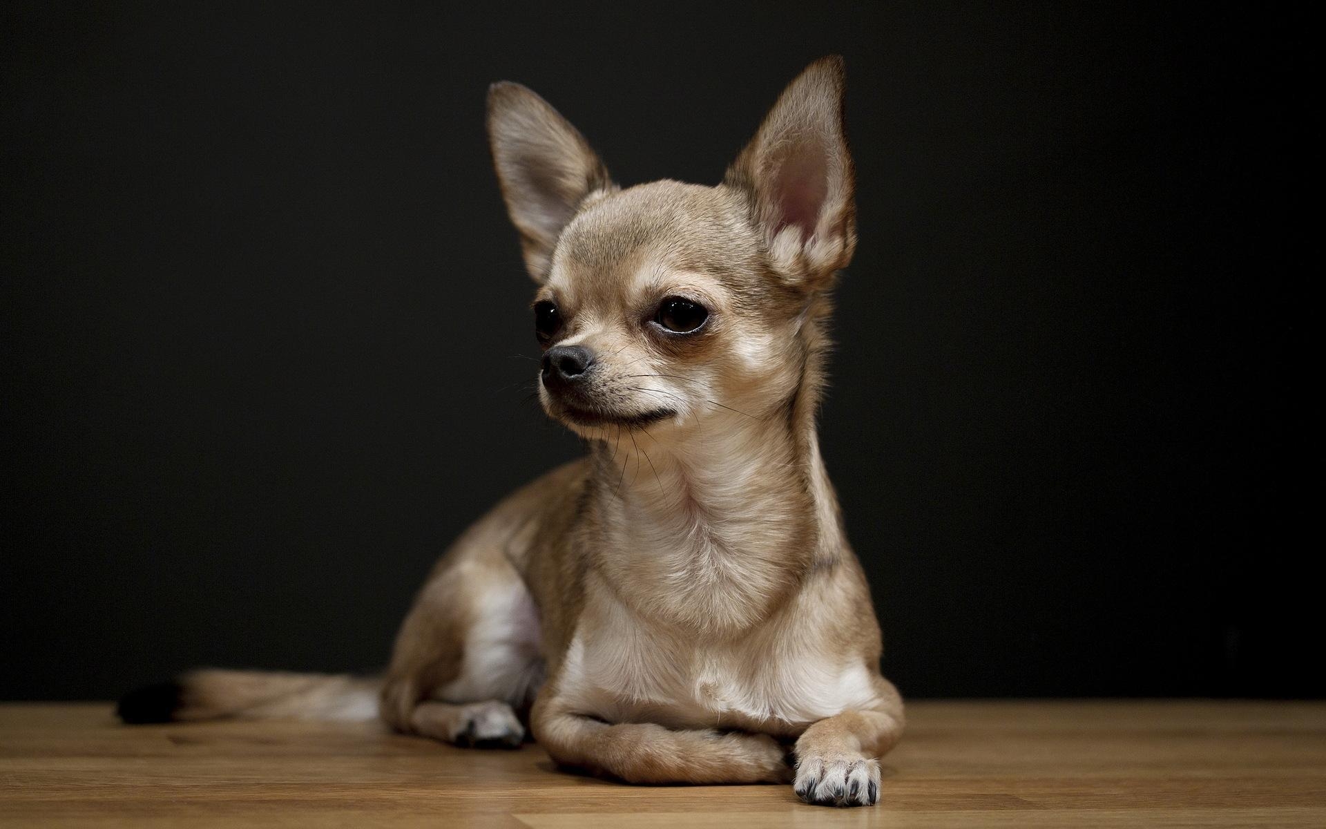 1920x1200 Chihuahua Wallpaper Wallpaper Inn, Desktop