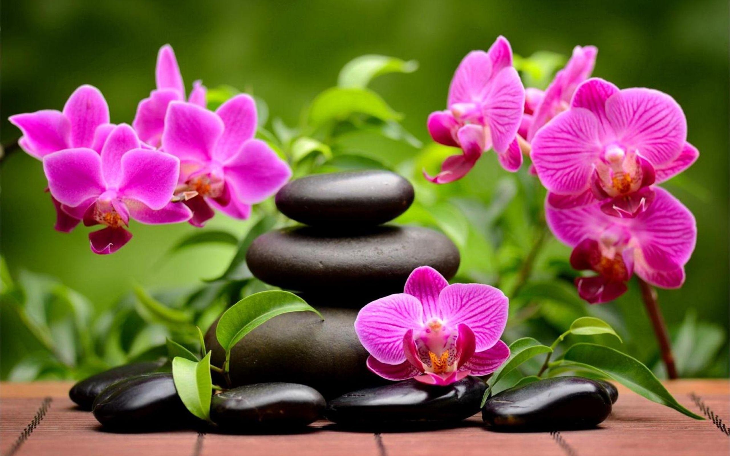 2560x1600 Spa Orchids Wallpaper Free Spa Orchids Background, Desktop