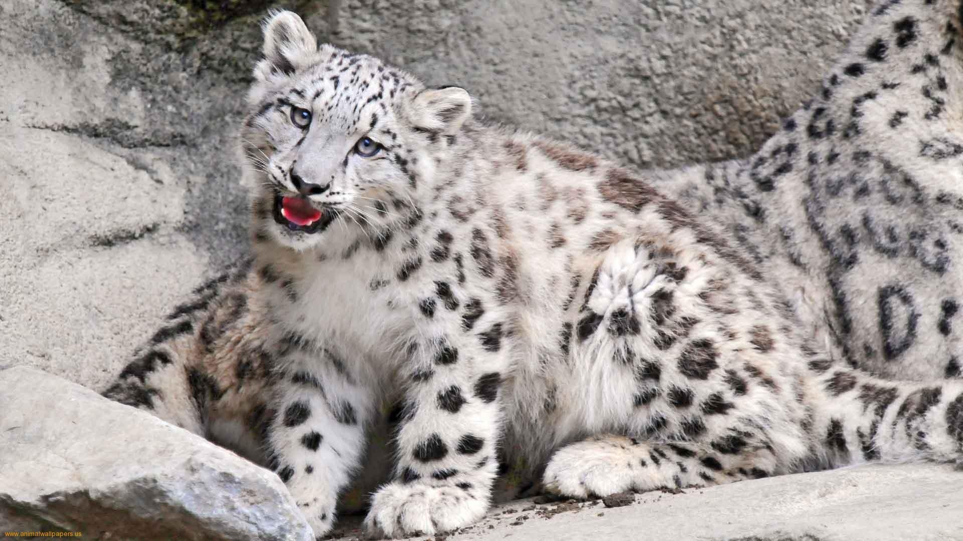 1920x1080 Snow Leopard Print Wallpaper, Desktop