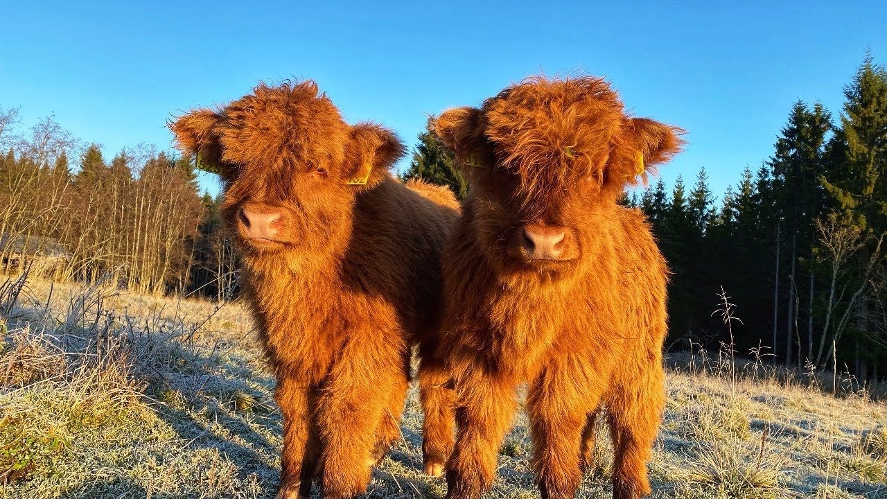 1280x720 Scottish Highland Cattle In Finland: Morning frost and cows, Desktop