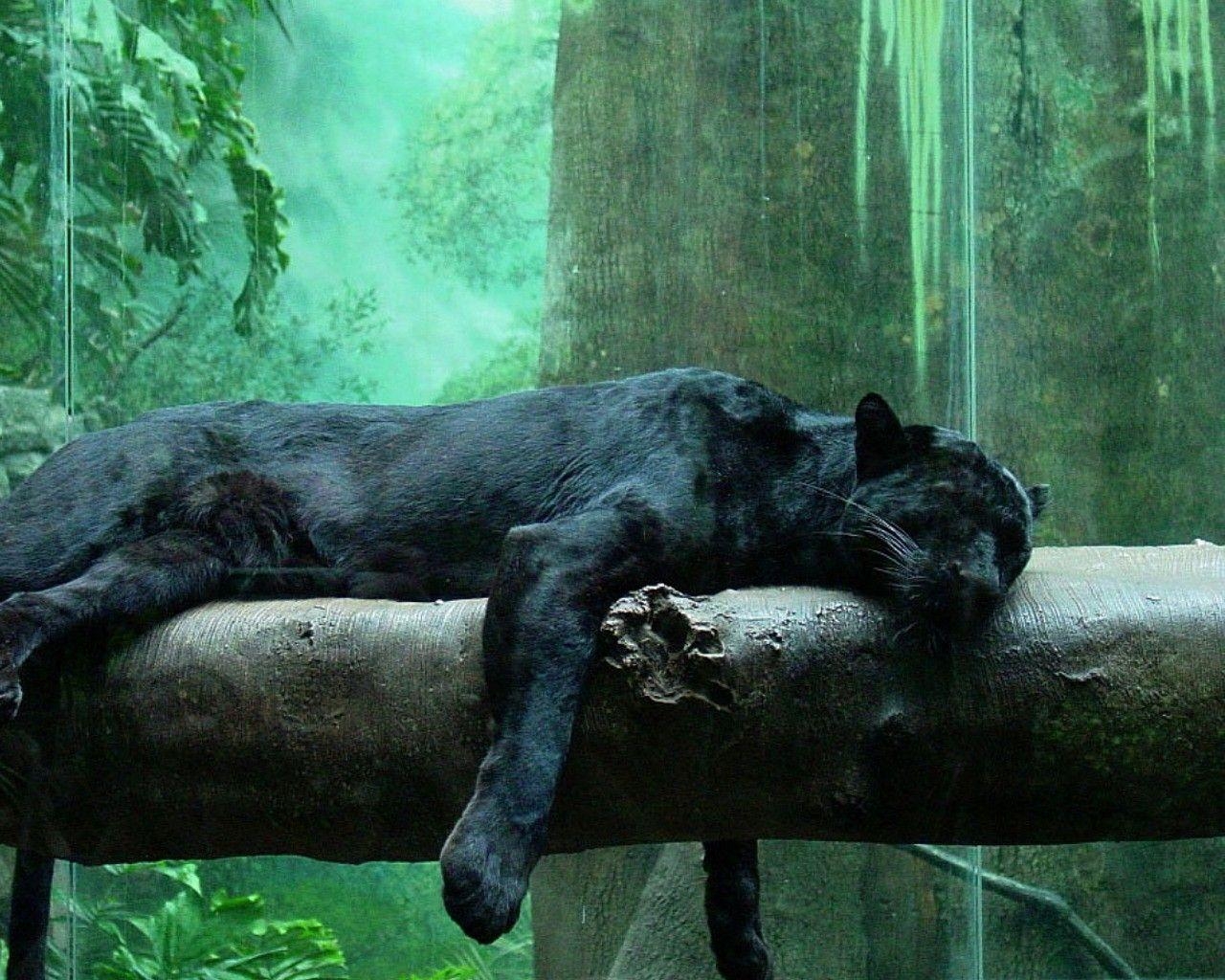 1280x1030 jungle animals panthers black panther  wallpaper High, Desktop