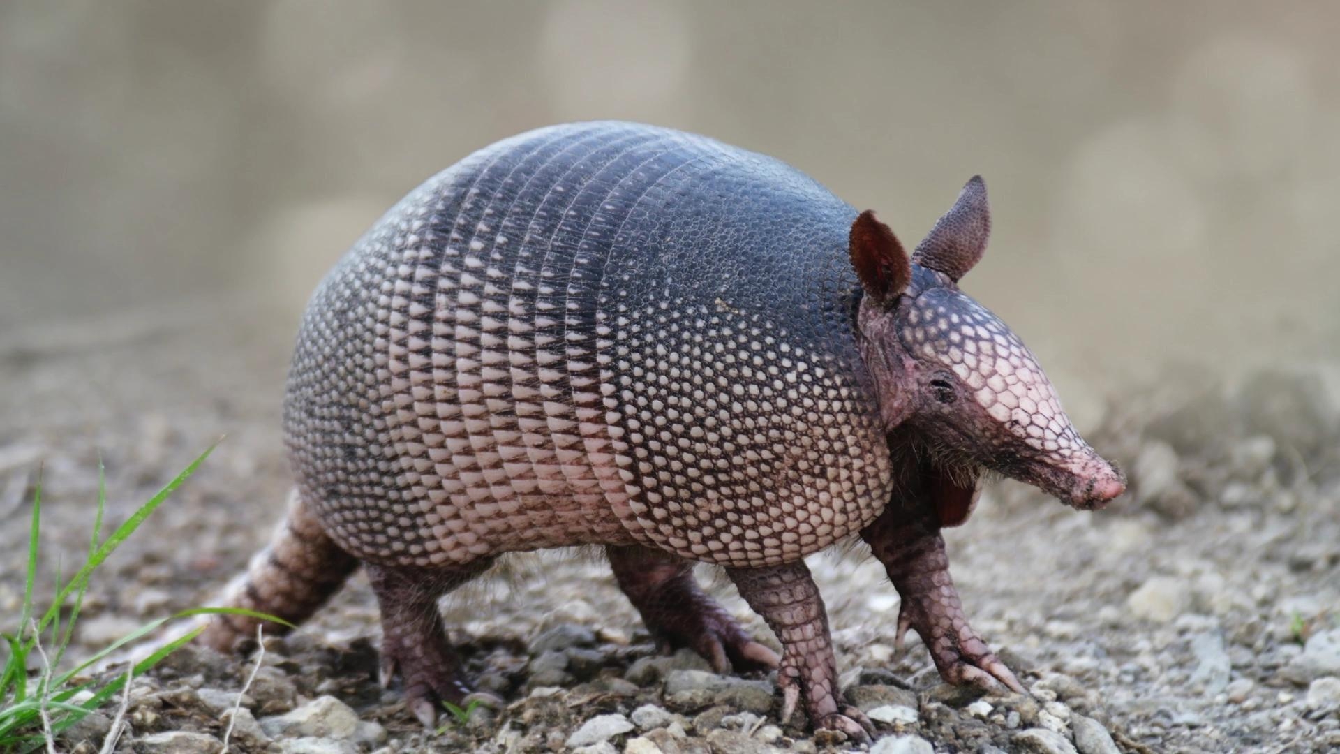 1920x1080 Armadillo Wallpaper Background, Desktop