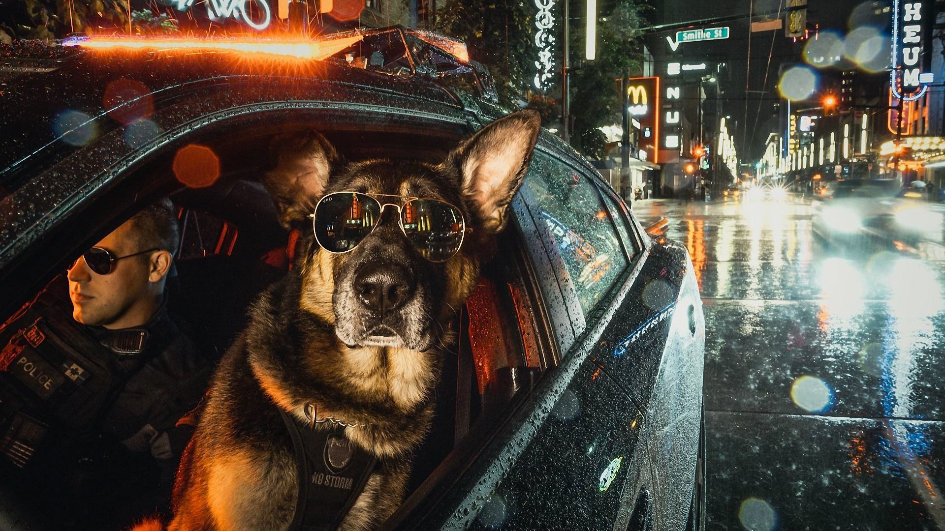 1920x1080 Cool K9 Police Dog with Sunglasses HD Wallpaper, Desktop