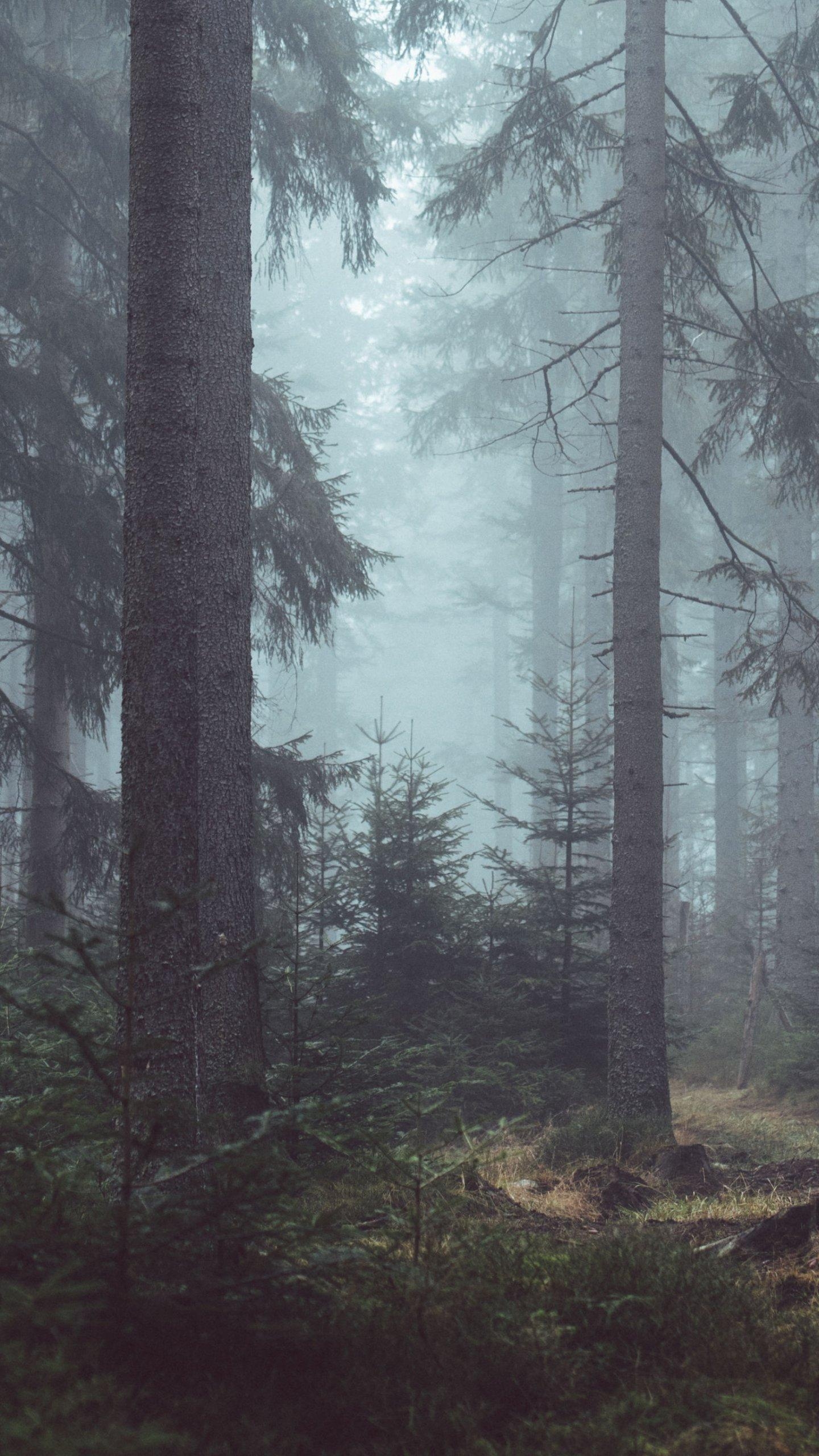 1440x2560 Misty Forest Wallpaper, Android & Desktop Background, Phone