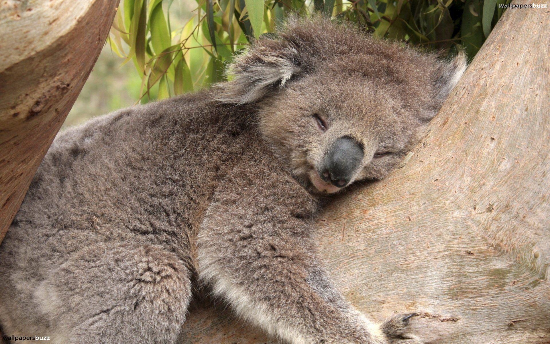 1920x1200 Sleeping koala HD Wallpaper, Desktop