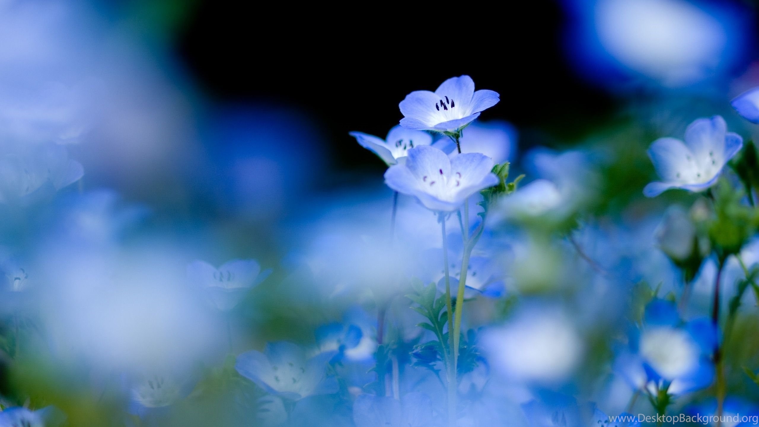 2560x1440 Light Blue Flowers Wallpaper (4) Funny And Amazing Wallpaper. Desktop Background, Desktop