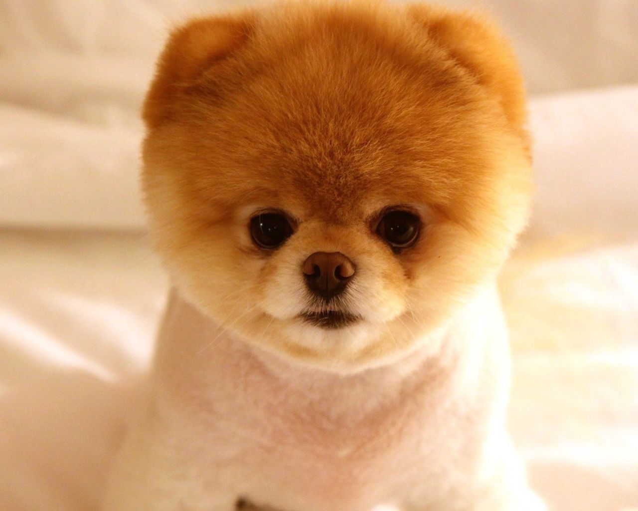 1280x1030 Download wallpaper  puppy, muzzle, cute, fluffy standard 5:4 HD background, Desktop