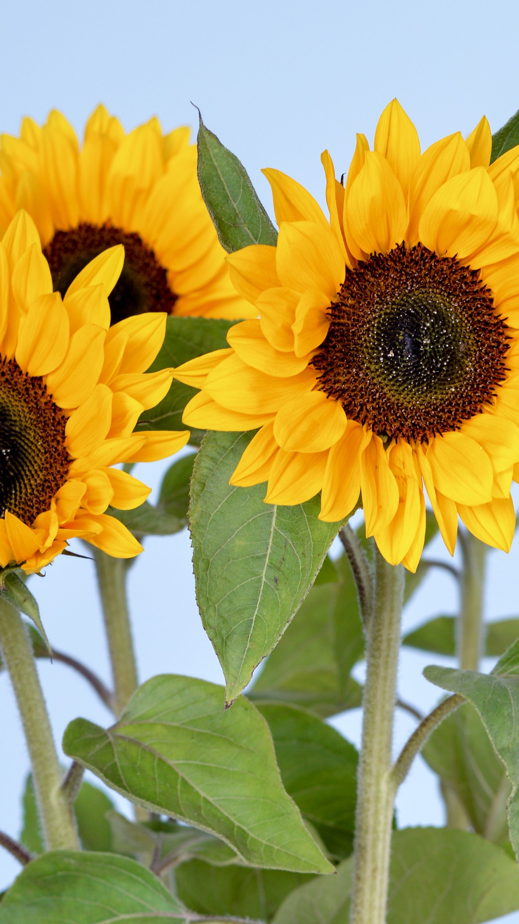 2160x3840 Wallpaper Sunflowers, 5k, 4k wallpaper, flowers, sky, Nature, Phone