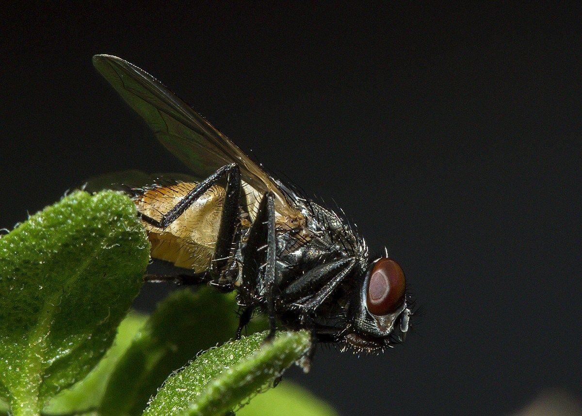 1200x860 House Fly Macro With Sharp Detail. Insect photography, Desktop