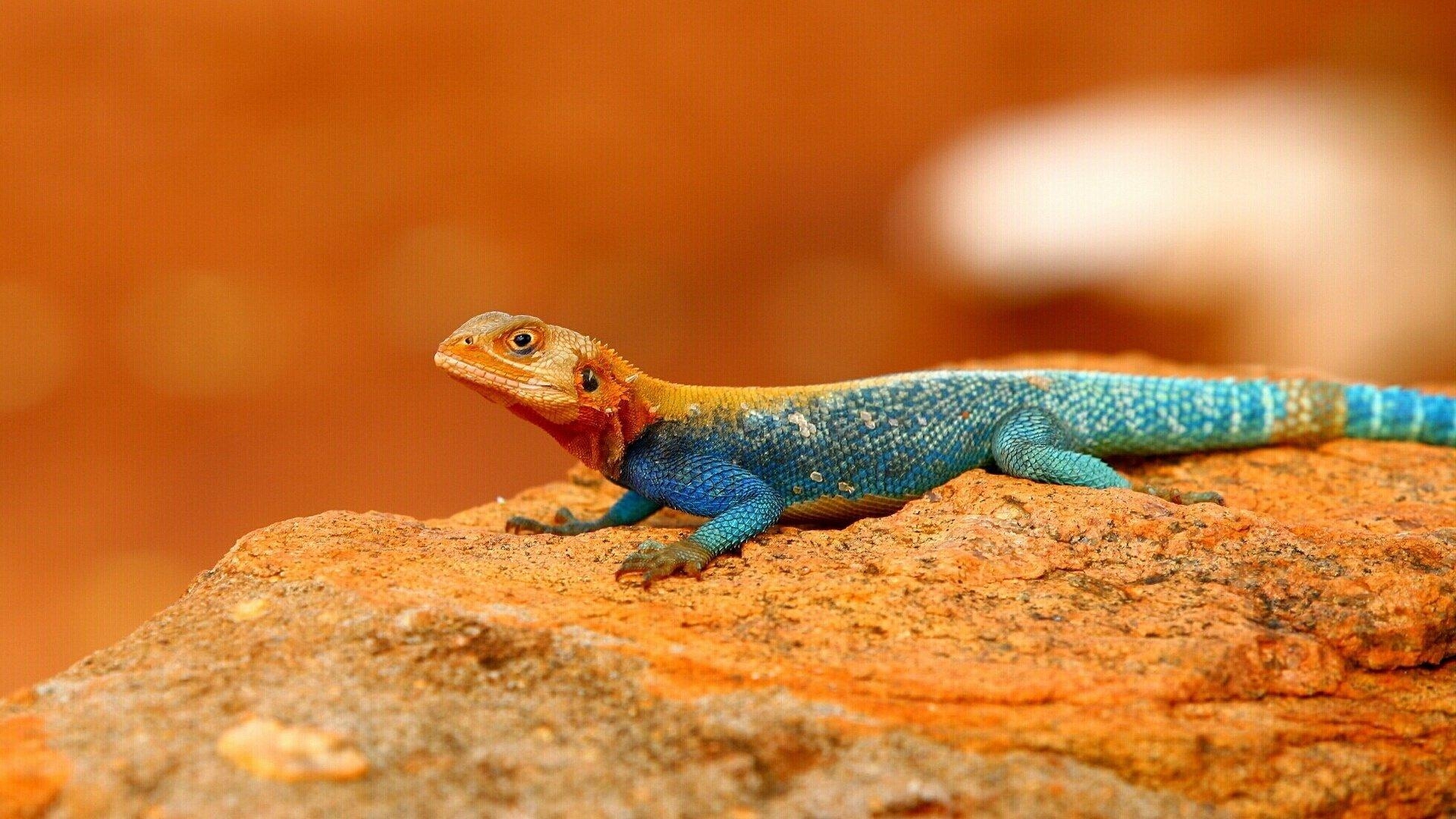 1920x1080 Agama HD Wallpaper and Background Image, Desktop