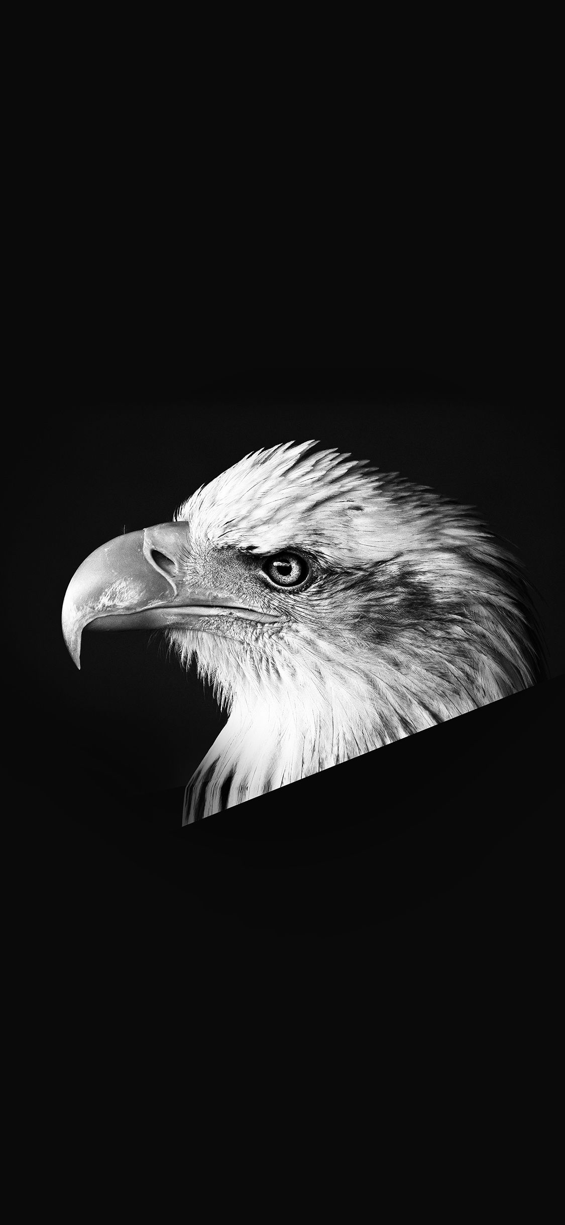 1130x2440 iPhone Eagle Wallpaper 4K Image, Phone