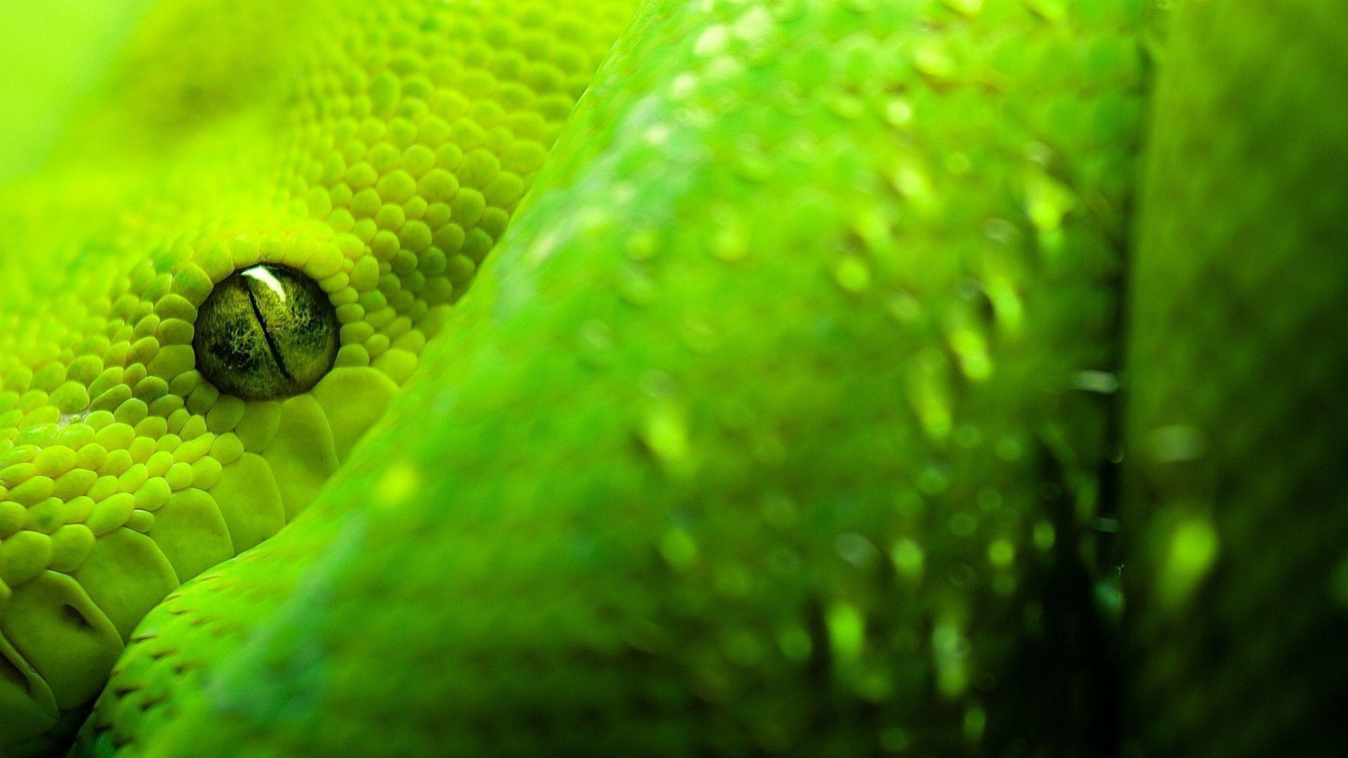 1920x1080 Snake Wallpaper, Desktop