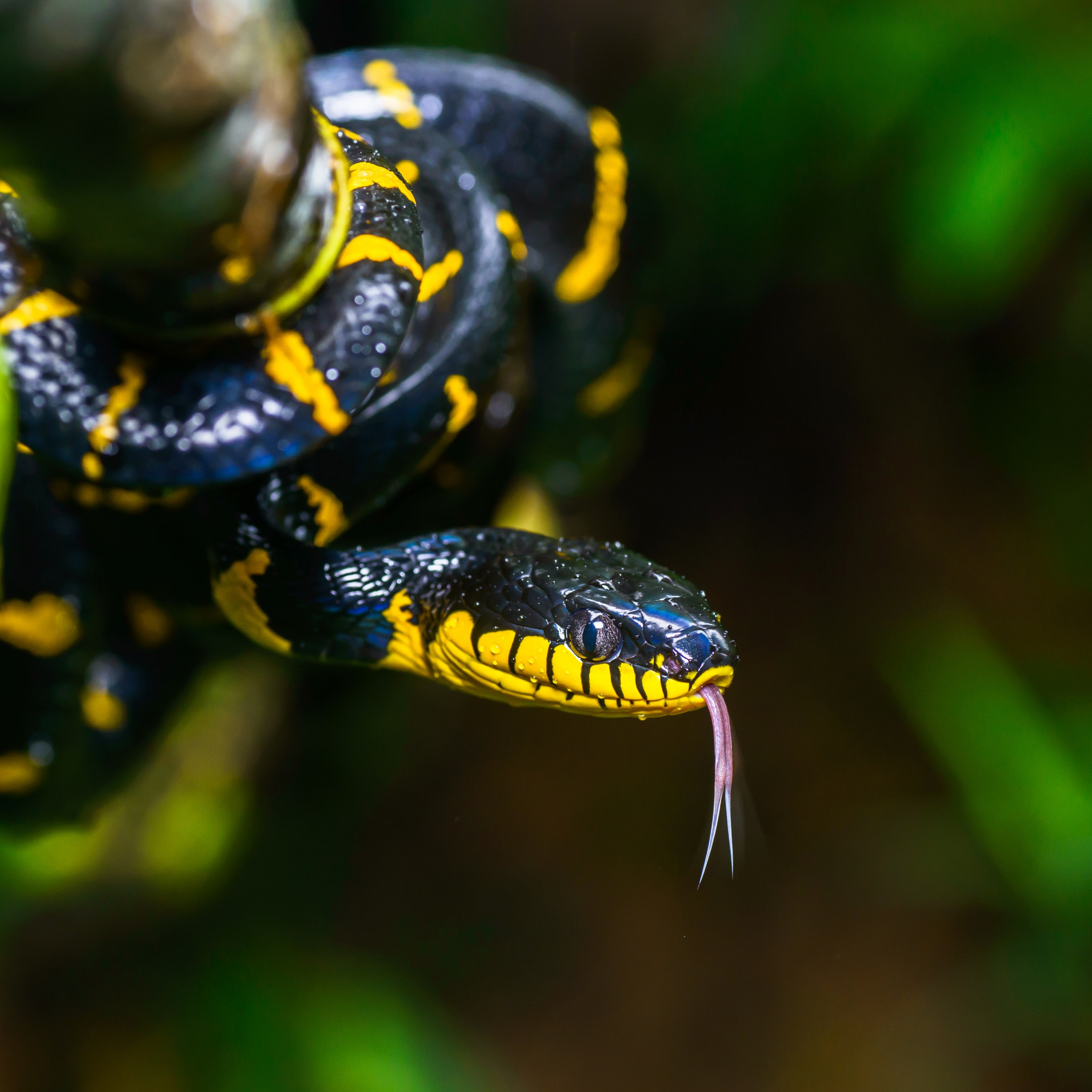 2230x2230 Download wallpaper: Mangrove snake, Phone