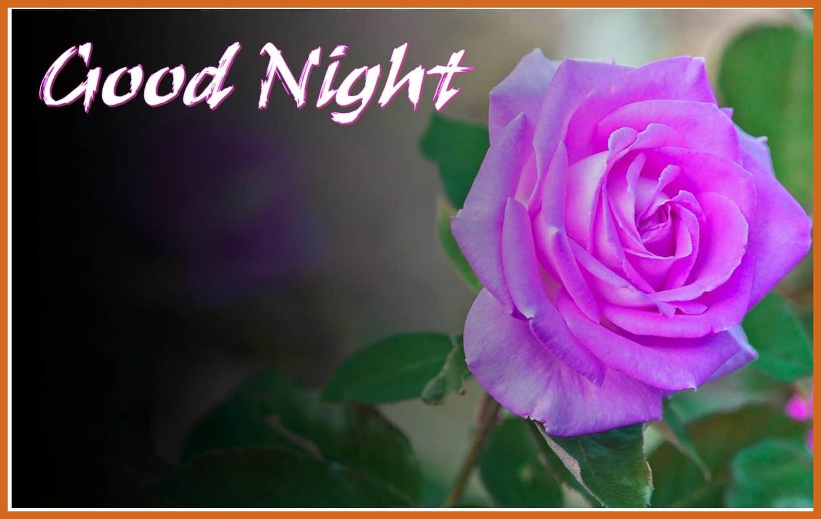 1630x1030 Good Night Rose Wallpaper Group Picture, Desktop