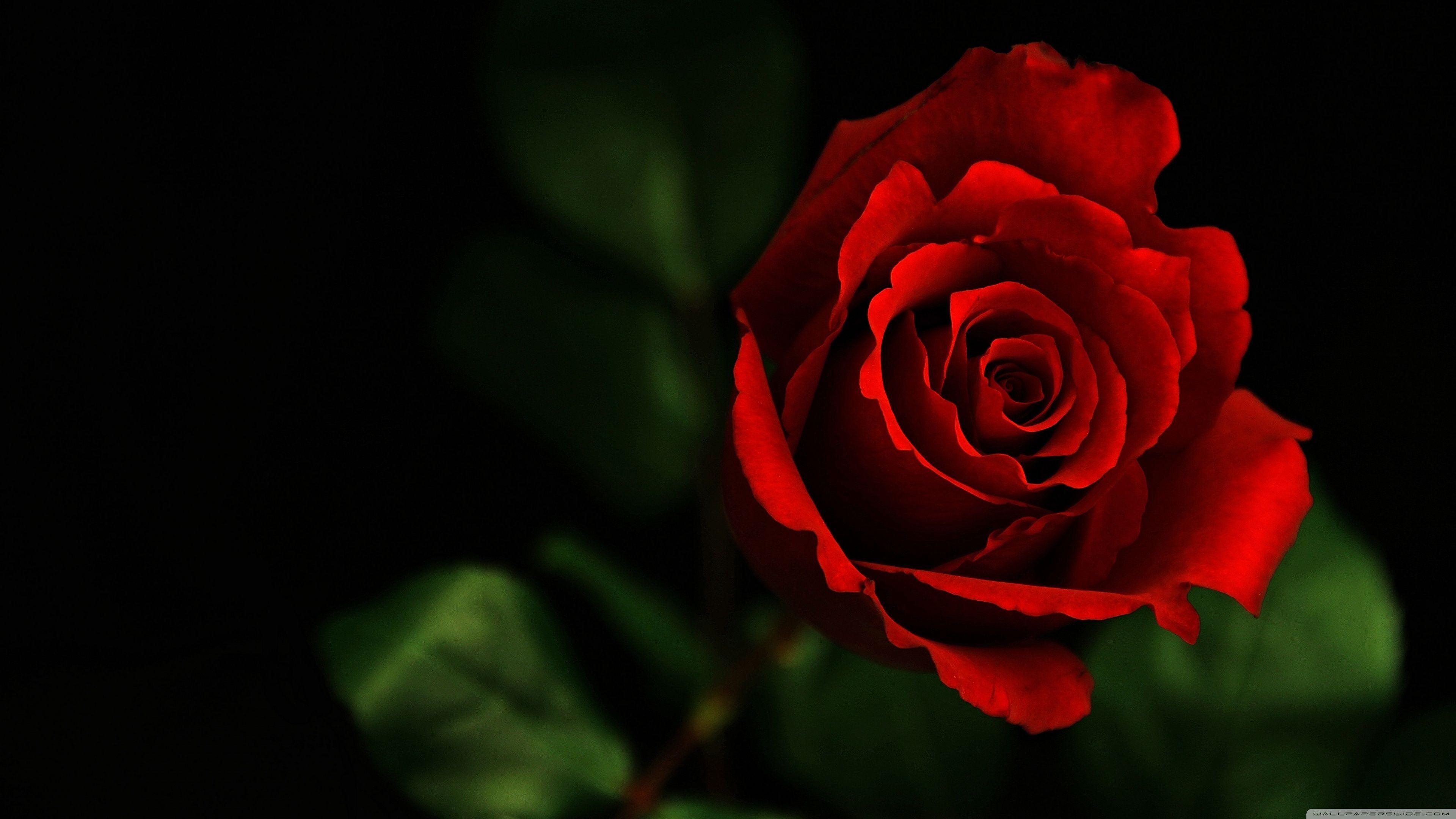 3840x2160 Red Rose Ultra HD, Desktop