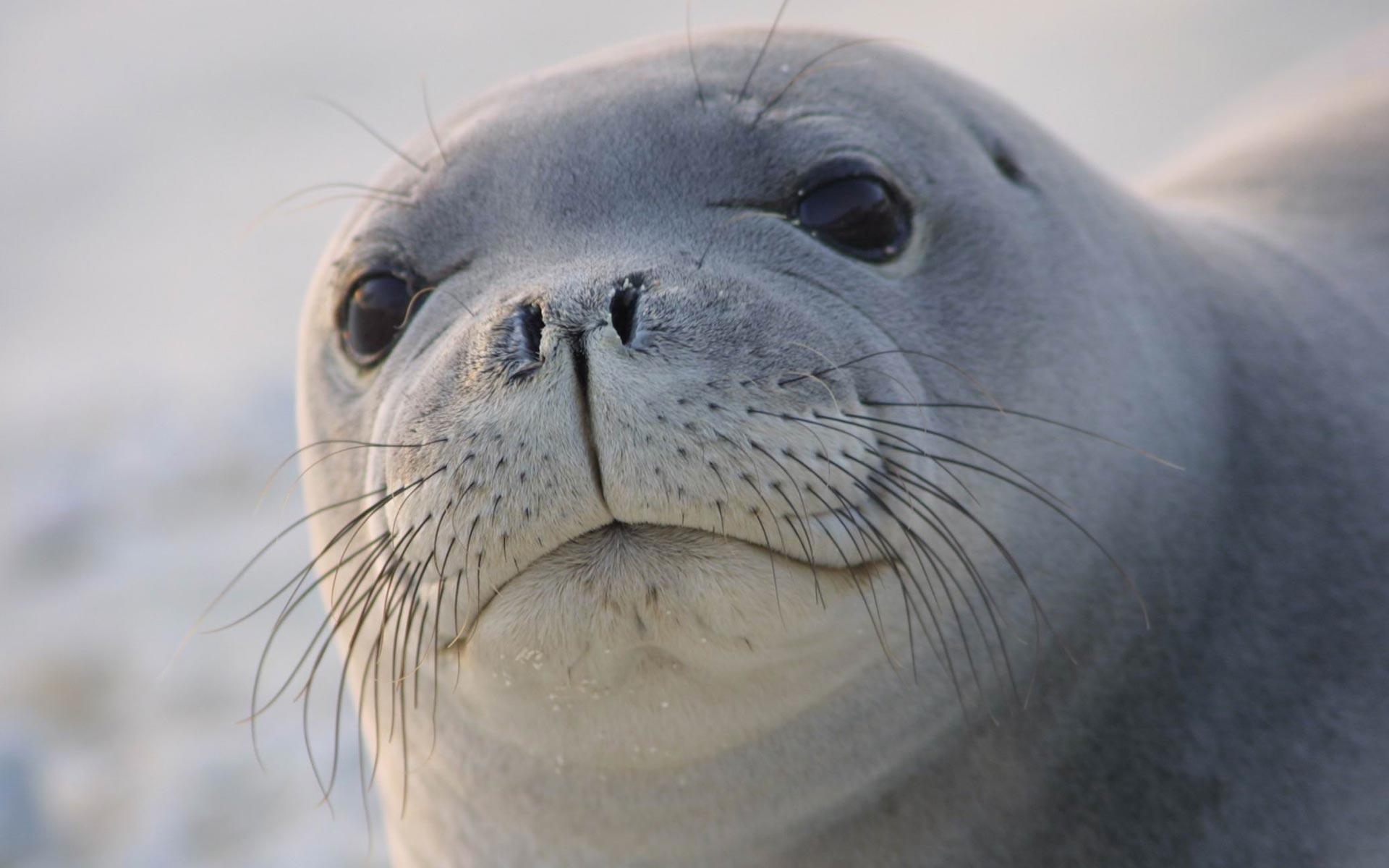 1920x1200 White Sea Lion HD Wallpaper, Desktop