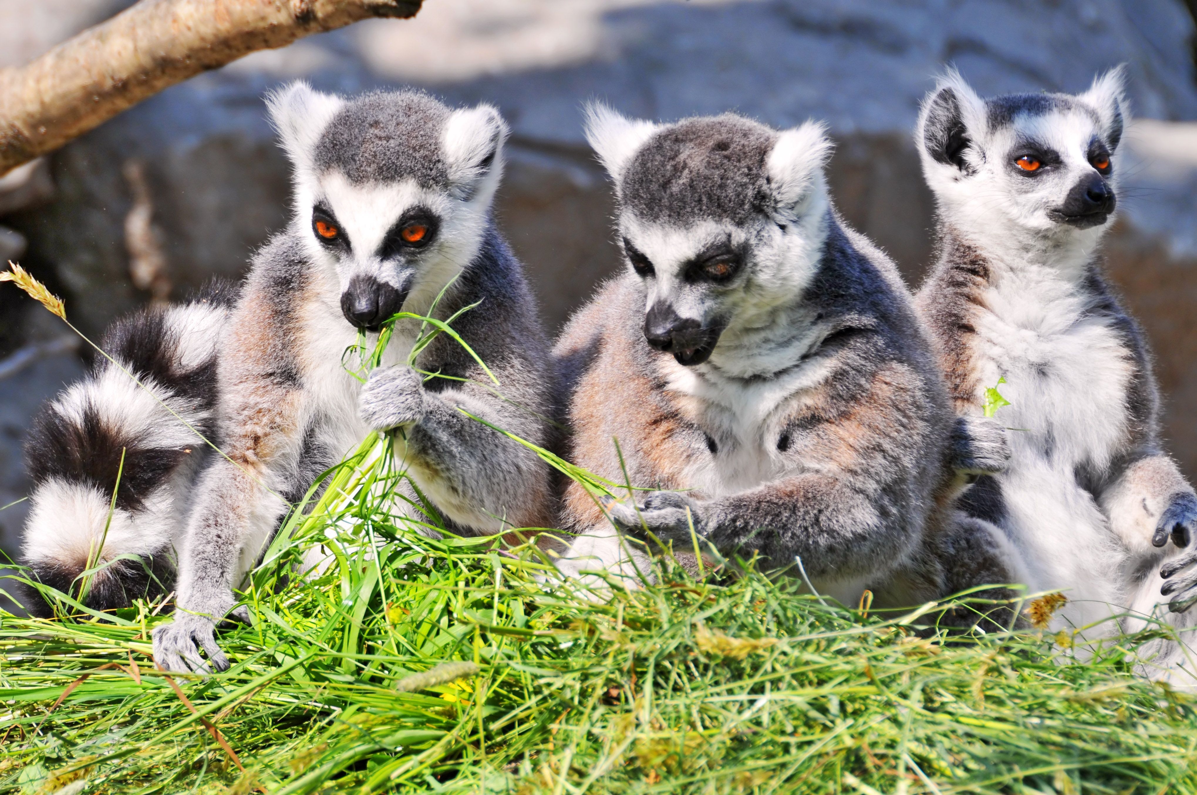 4080x2710 Cute Lemurs Full HD Wallpaper. Animals Wallpaper, Desktop