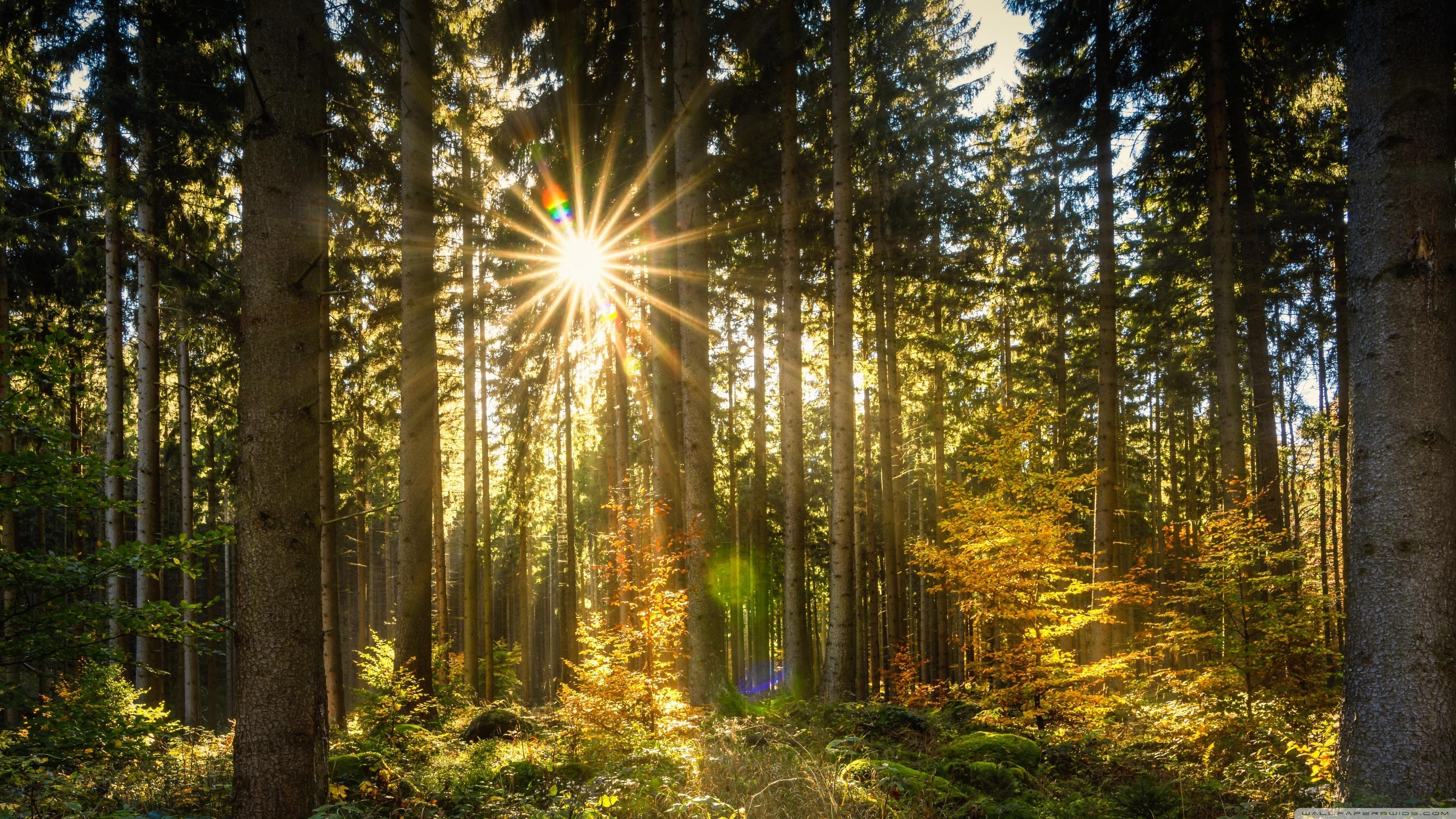 3560x2000 Morning Sun Rays Forest ❤ 4K HD Desktop Wallpaper for 4K, Desktop