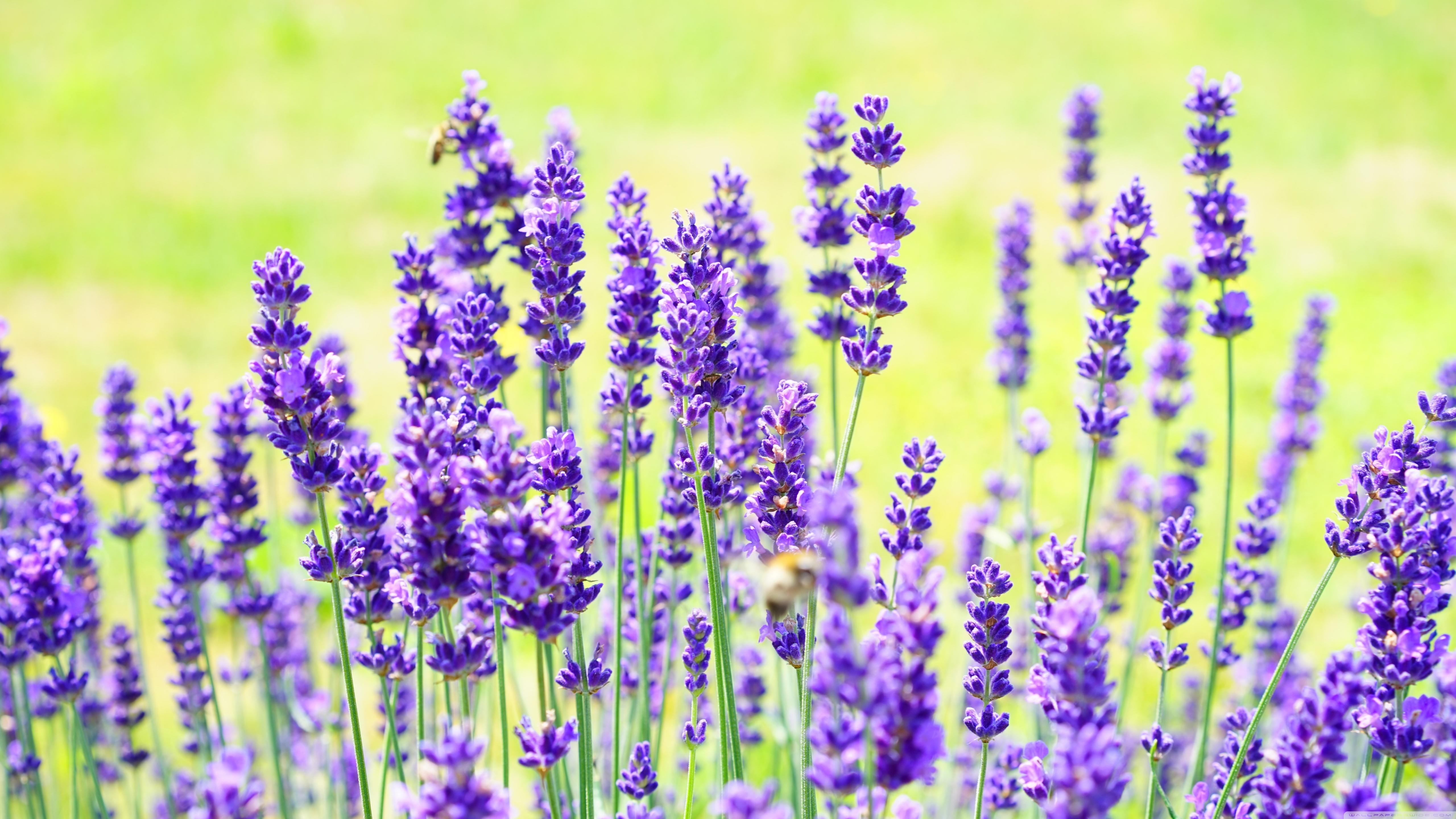 5120x2880 Purple Lavender ❤ 4K HD Desktop Wallpaper for 4K Ultra HD TV • Wide, Desktop