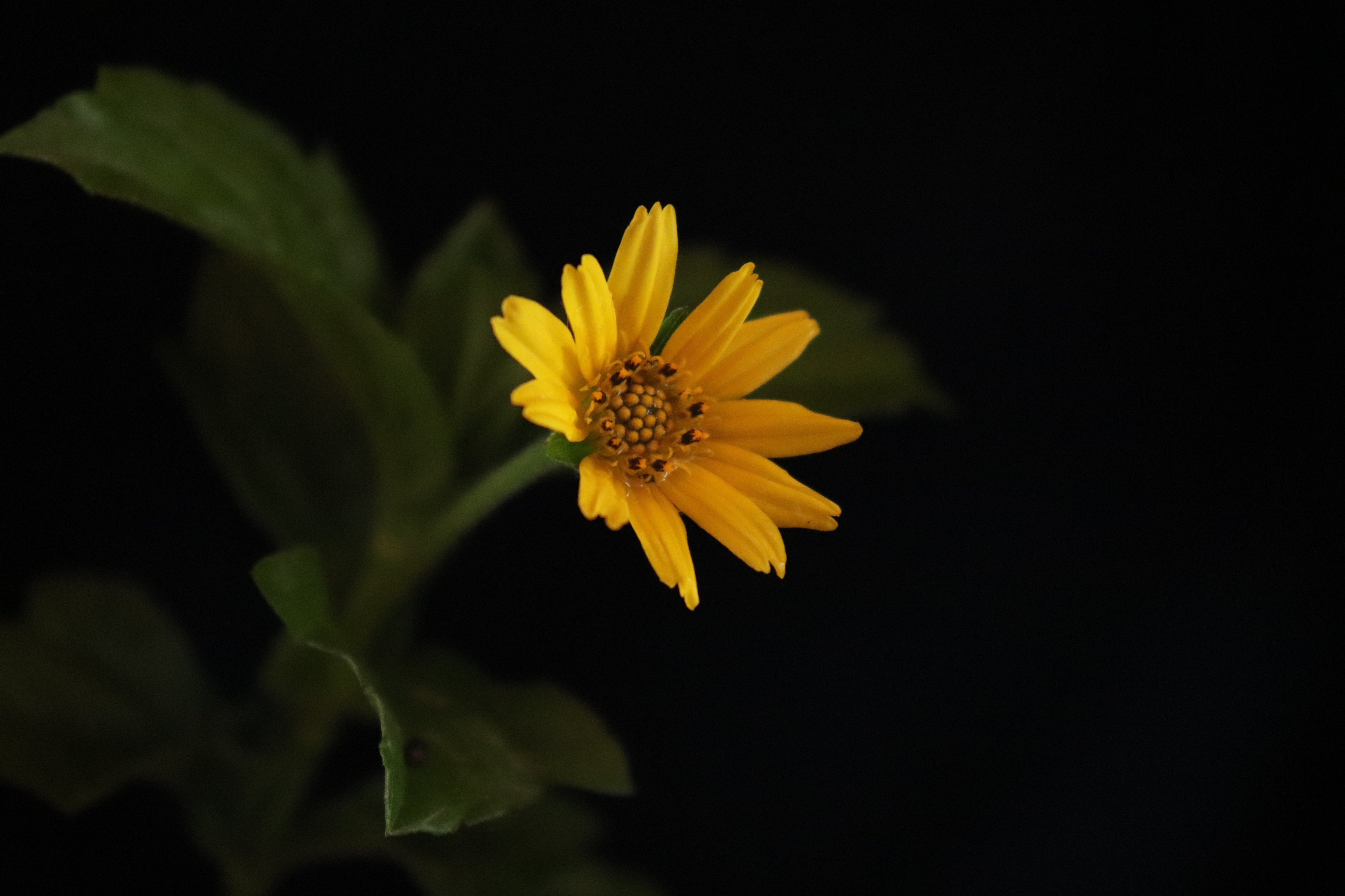 6000x4000 Free Image, flowers, yellow, dark, green, leaves, flower, petal, flowering plant, sunflower, close up, botany, wildflower, leaf, sky, macro photography, pollen, jerusalem artichoke, daisy family, annual plant, plant stem, still life, Desktop