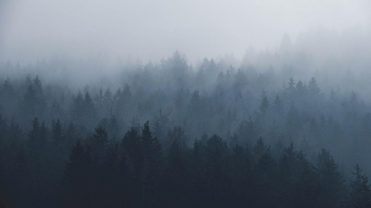 1280x720 Foggy forest, Desktop