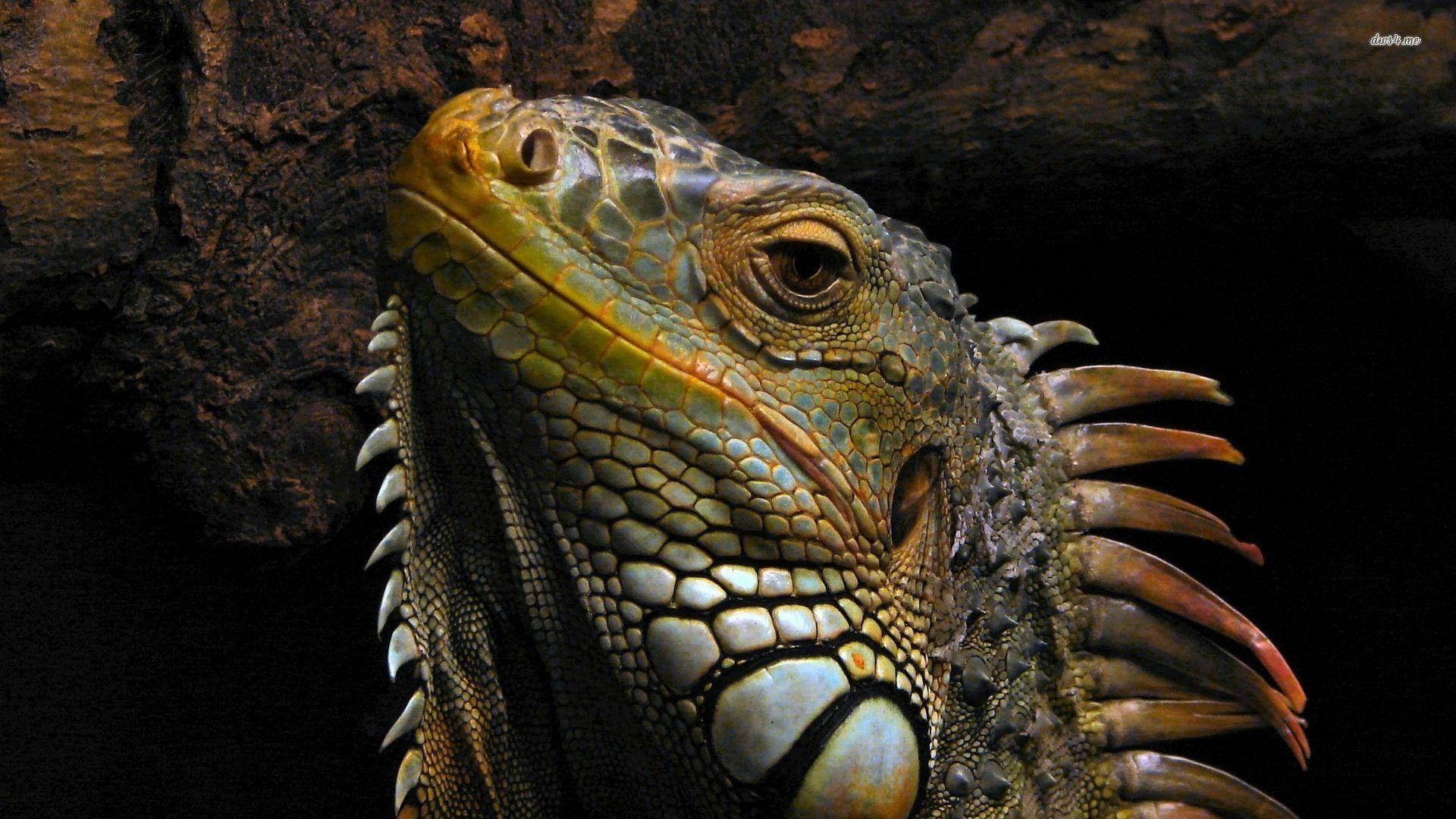 1920x1080 Iguana Image Galleries, 42+, Desktop